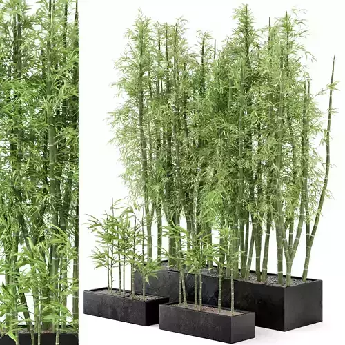  Indoor Plants Bamboo Set in rusty Concrete Pots - Set 7