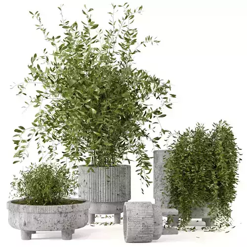 Indoor Plants in rusty Concrete Pot - Set 9