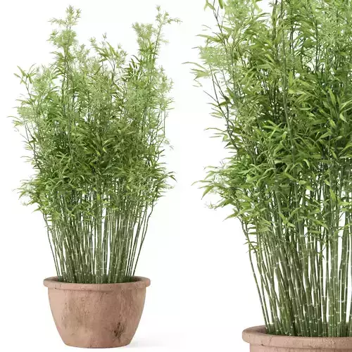 Outdoor Plants Bamboo in rusty Clay Pots - Set 10