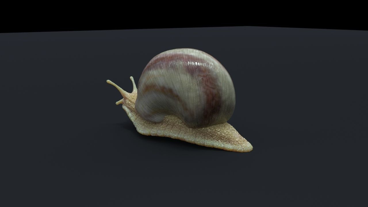 Snail model 3D model_3