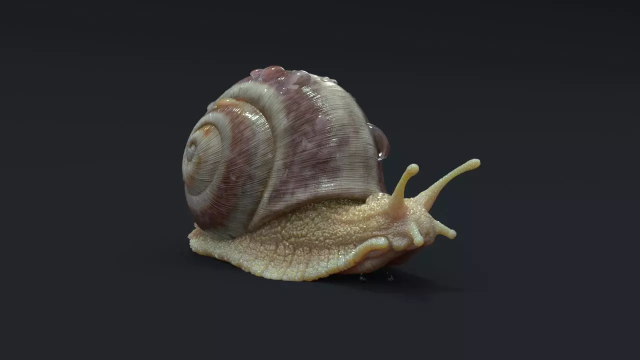 Snail model 3D model_0