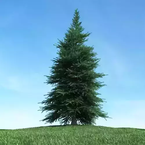 Plant Tree
