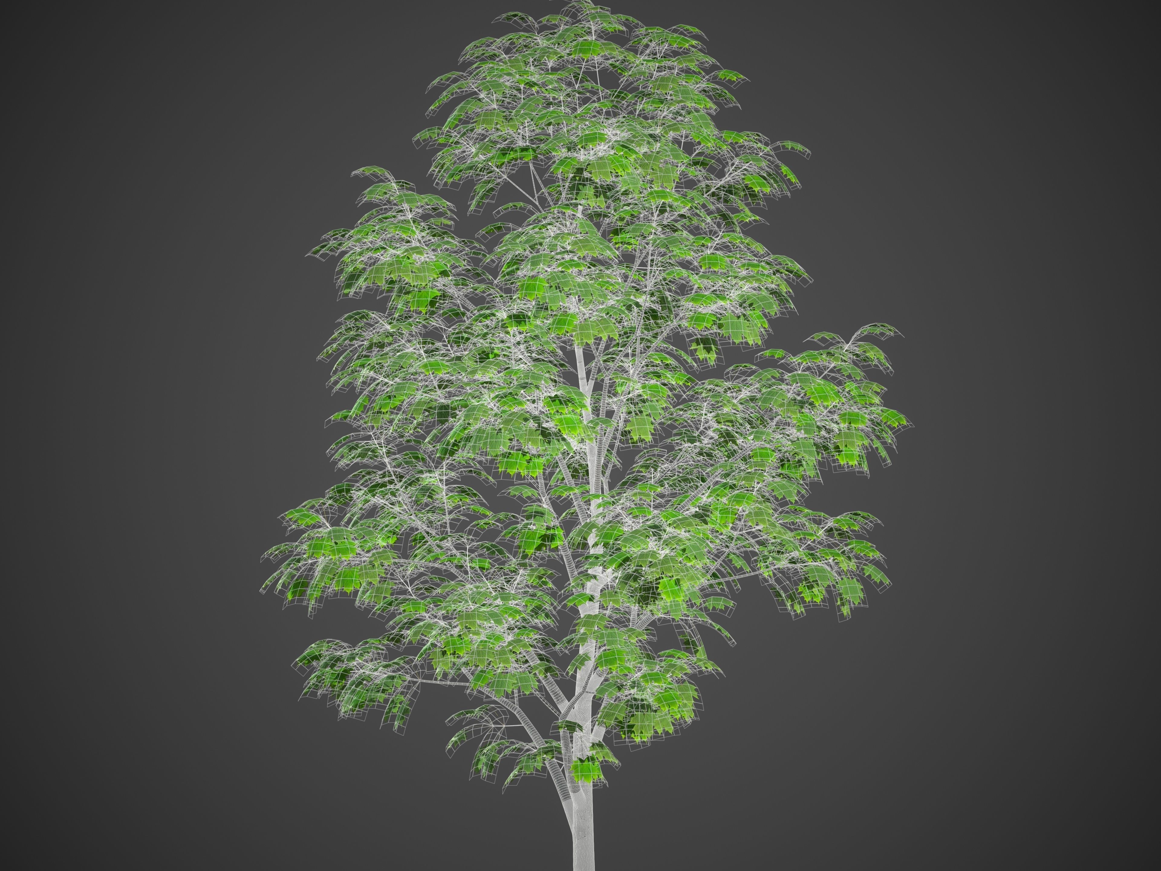 2021 PBR Norway Maple Collection - Acer Platanoides  3D model_6