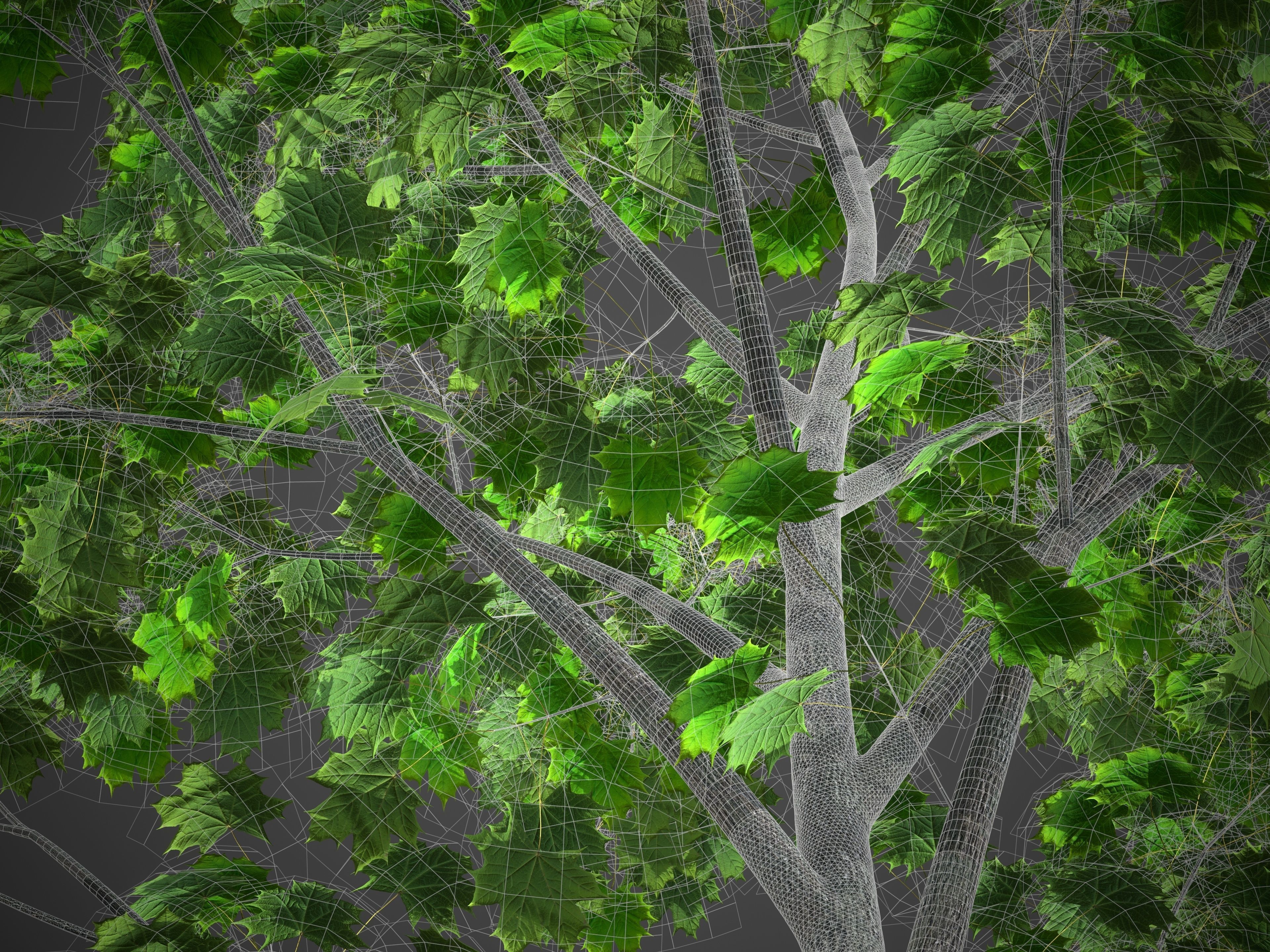 2021 PBR Norway Maple Collection - Acer Platanoides  3D model_5