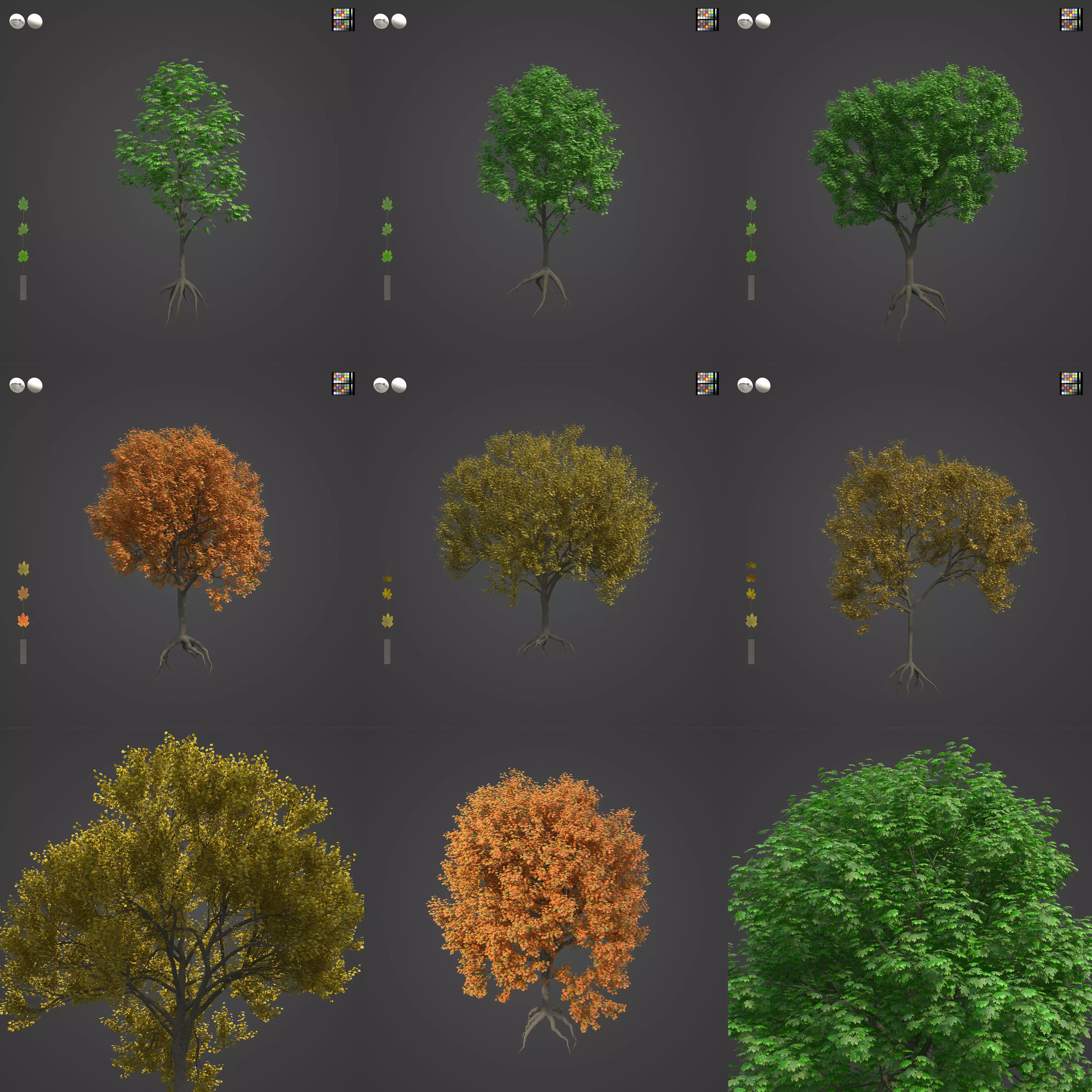 2021 PBR Norway Maple Collection - Acer Platanoides  3D model_0