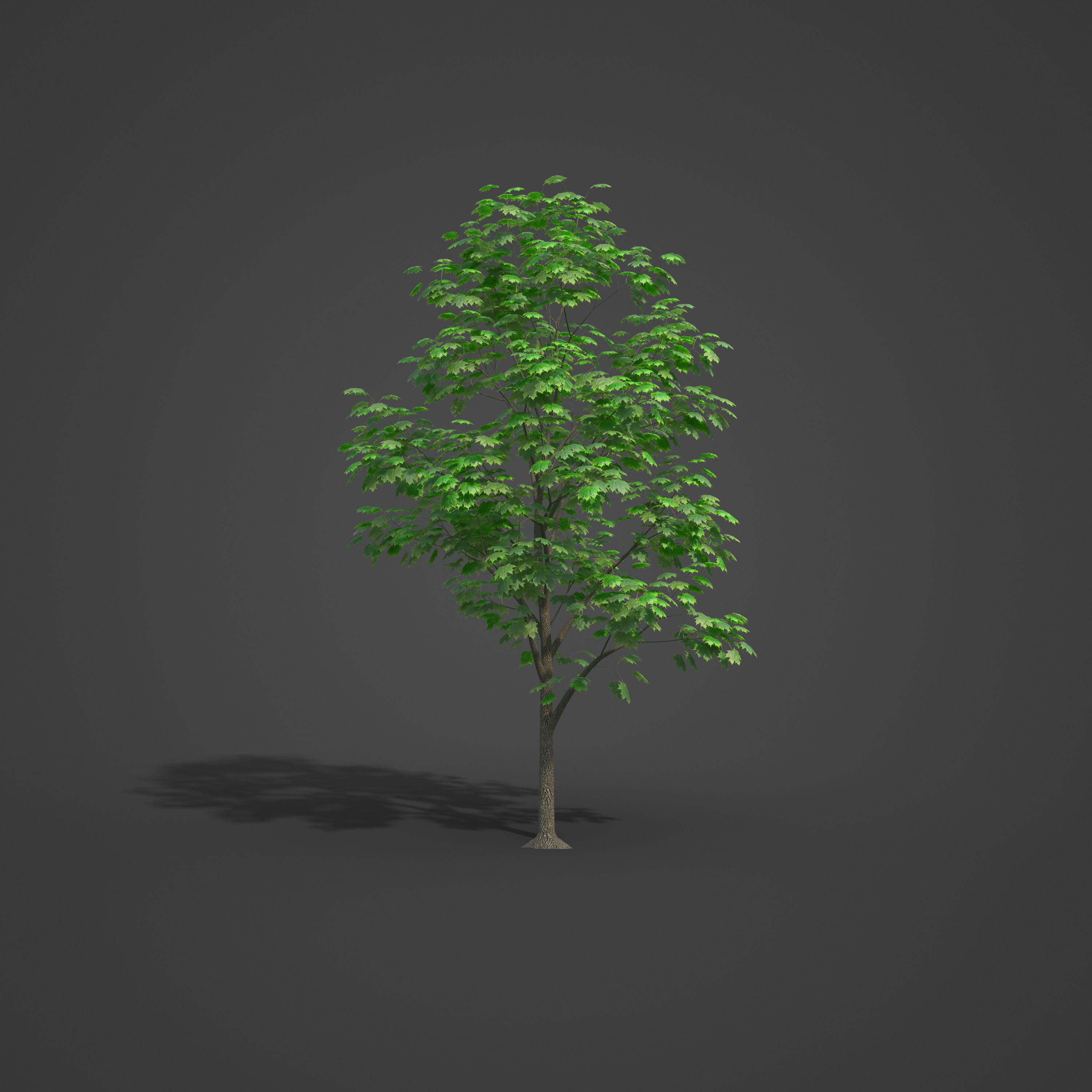 2021 PBR Norway Maple Collection - Acer Platanoides  3D model_2