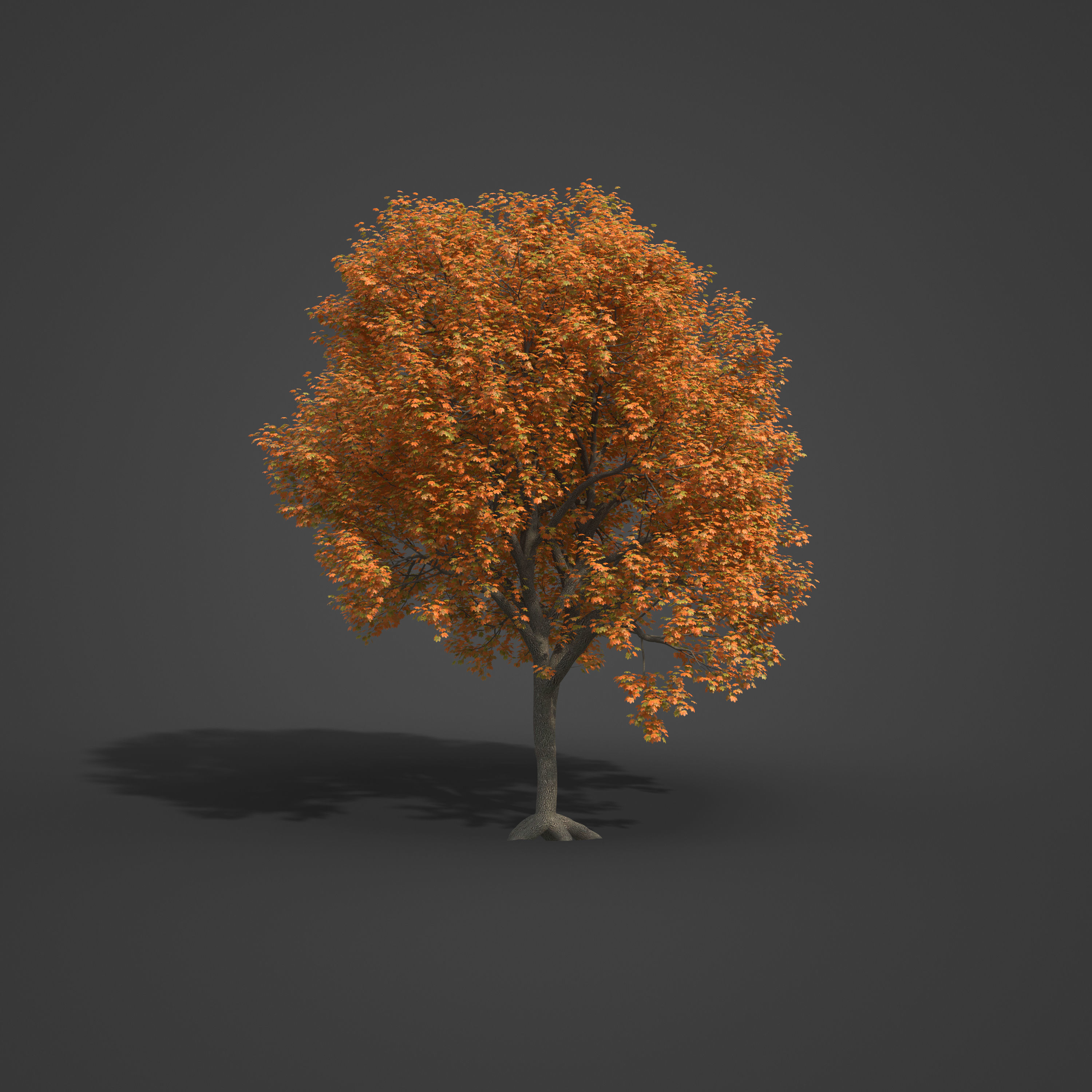2021 PBR Norway Maple Collection - Acer Platanoides  3D model_4
