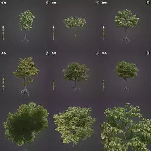 2021 PBR Honey Locust Collection - Gleditsia Triacanthos  3D model