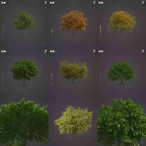 2021 PBR Caucasian Wingnut Collection - Juglans Regia  3D model