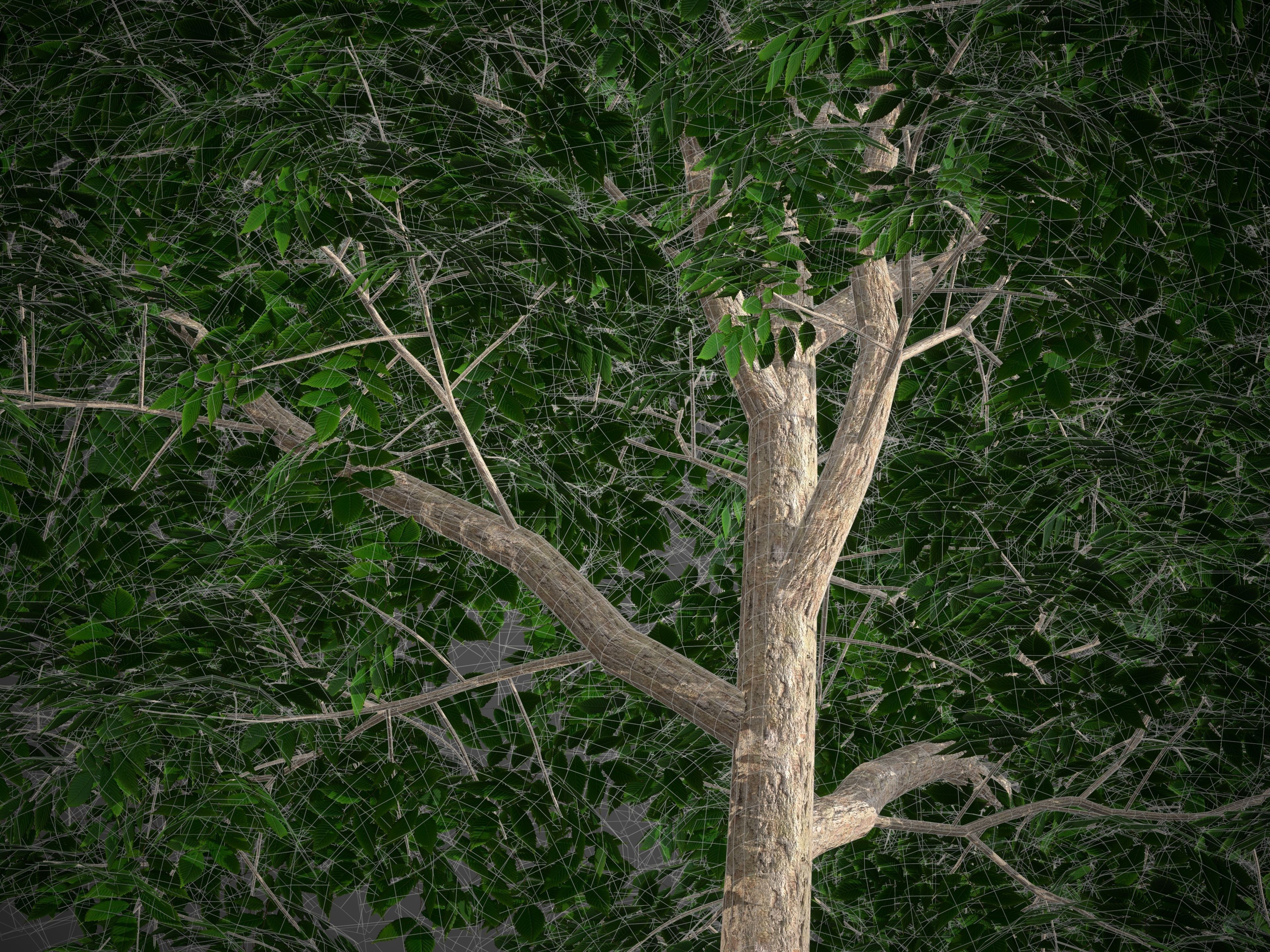 2021 PBR Smooth Leaved Elm Collection - Ulmus Minor  3D model_8