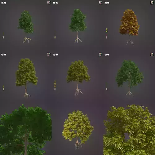 2021 PBR Smooth Leaved Elm Collection - Ulmus Minor 