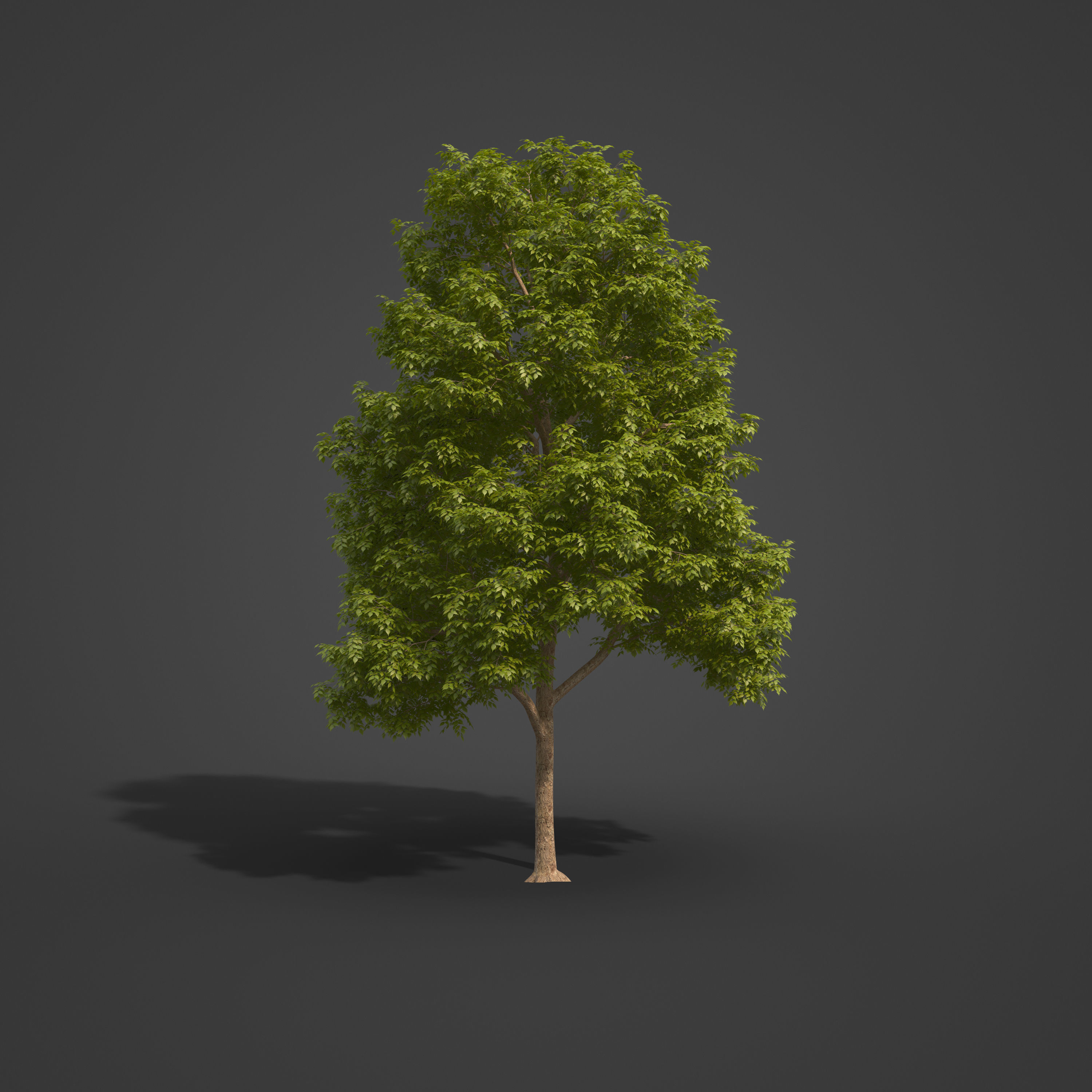 2021 PBR Smooth Leaved Elm Collection - Ulmus Minor  3D model_5