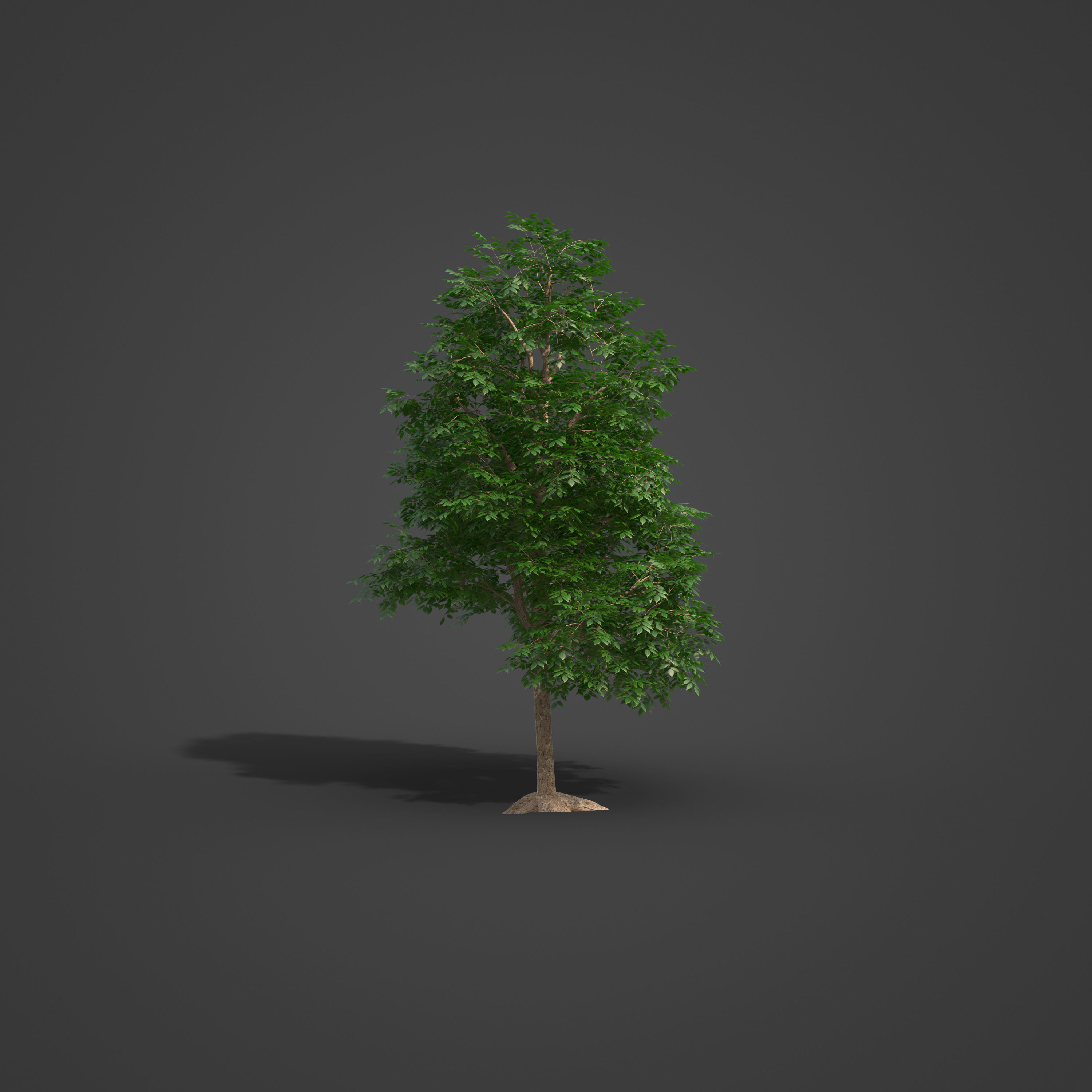 2021 PBR Smooth Leaved Elm Collection - Ulmus Minor  3D model_2