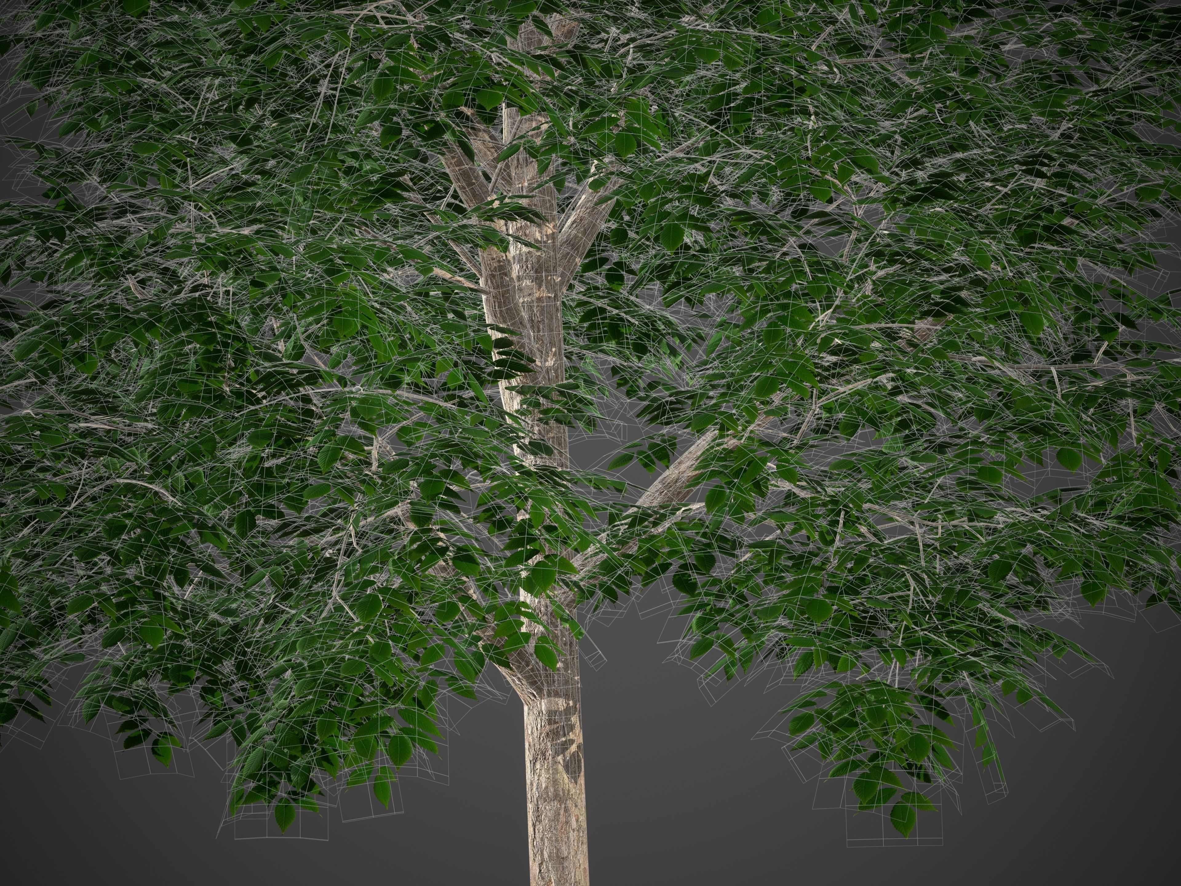 2021 PBR Smooth Leaved Elm Collection - Ulmus Minor  3D model_7
