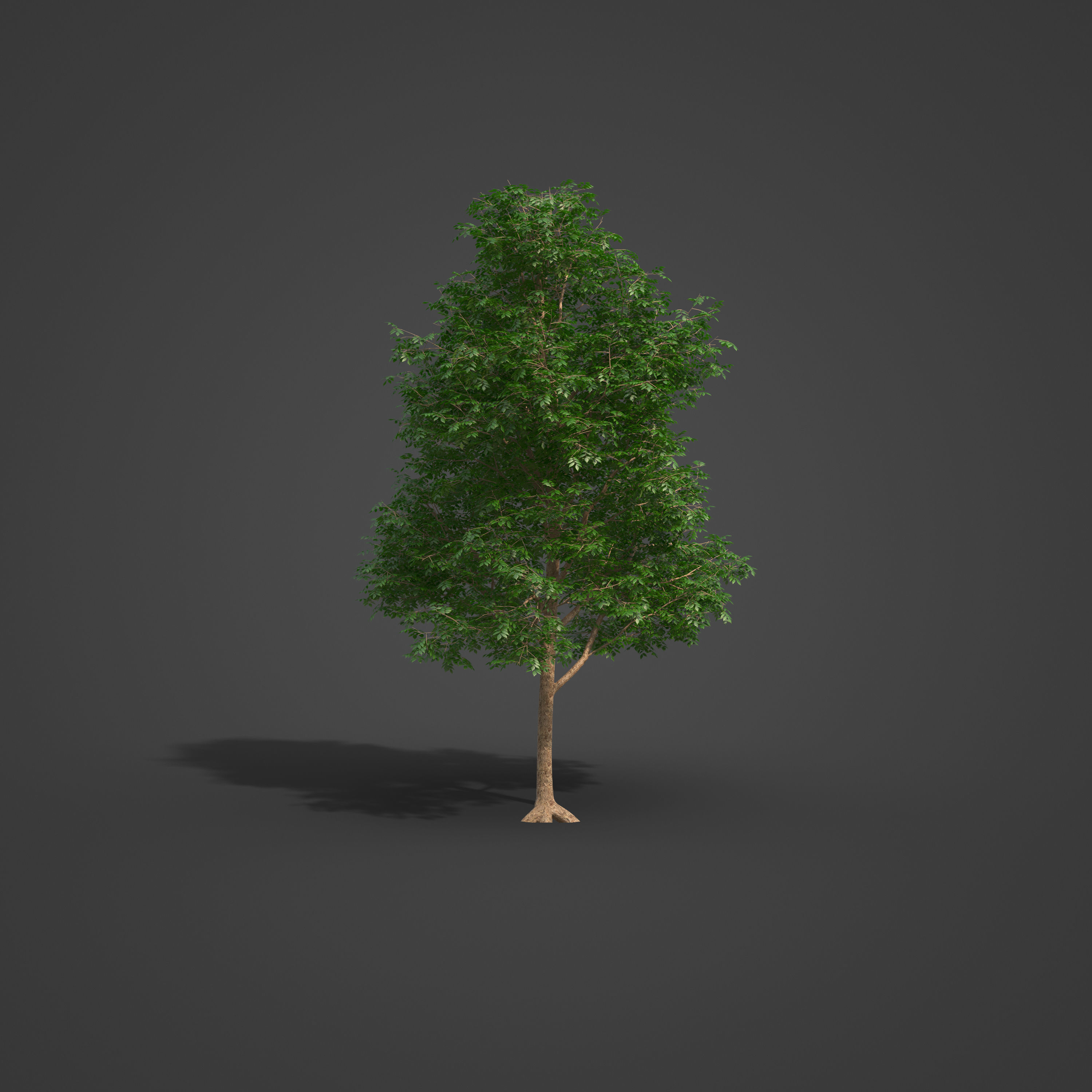 2021 PBR Smooth Leaved Elm Collection - Ulmus Minor  3D model_3