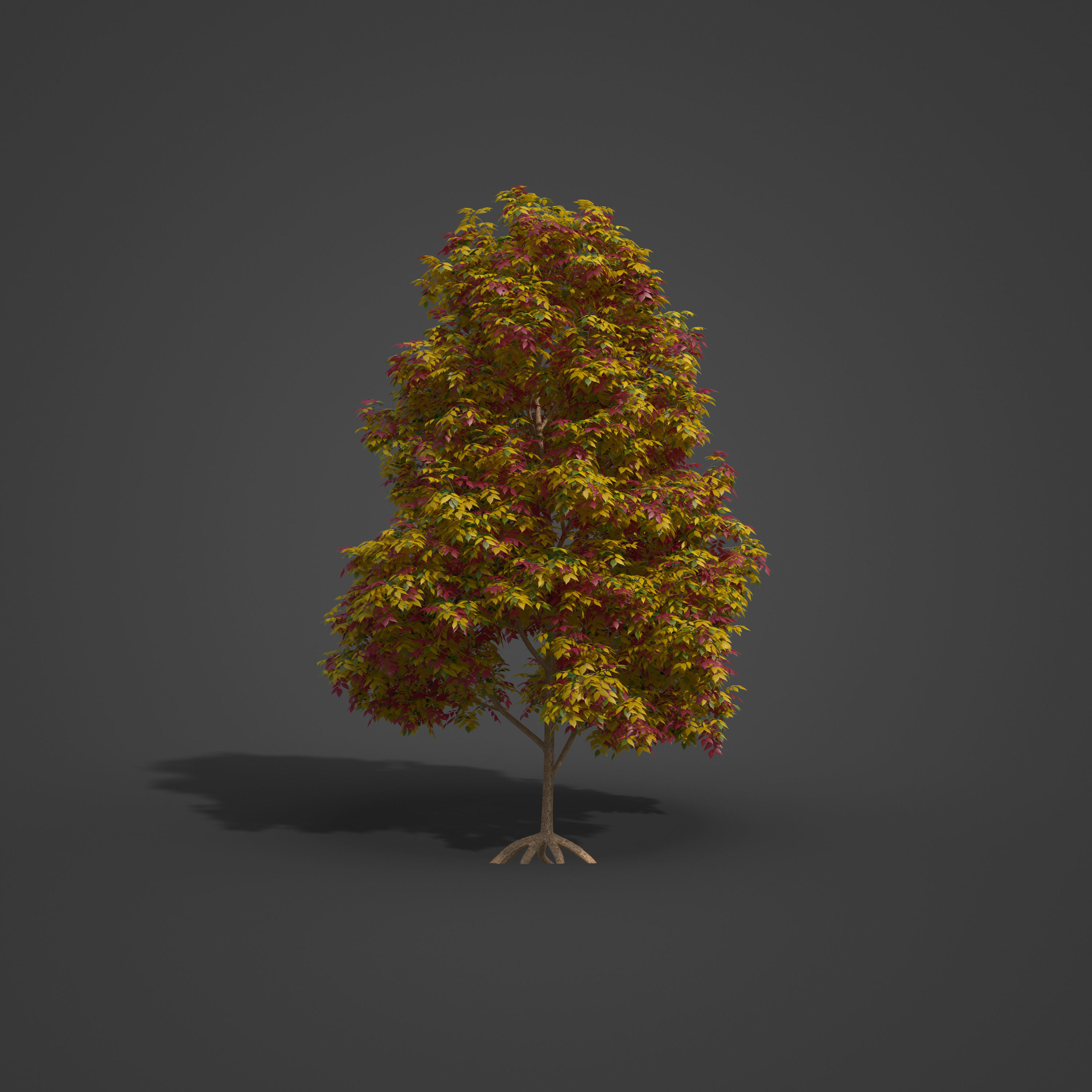 2021 PBR Smooth Leaved Elm Collection - Ulmus Minor  3D model_4