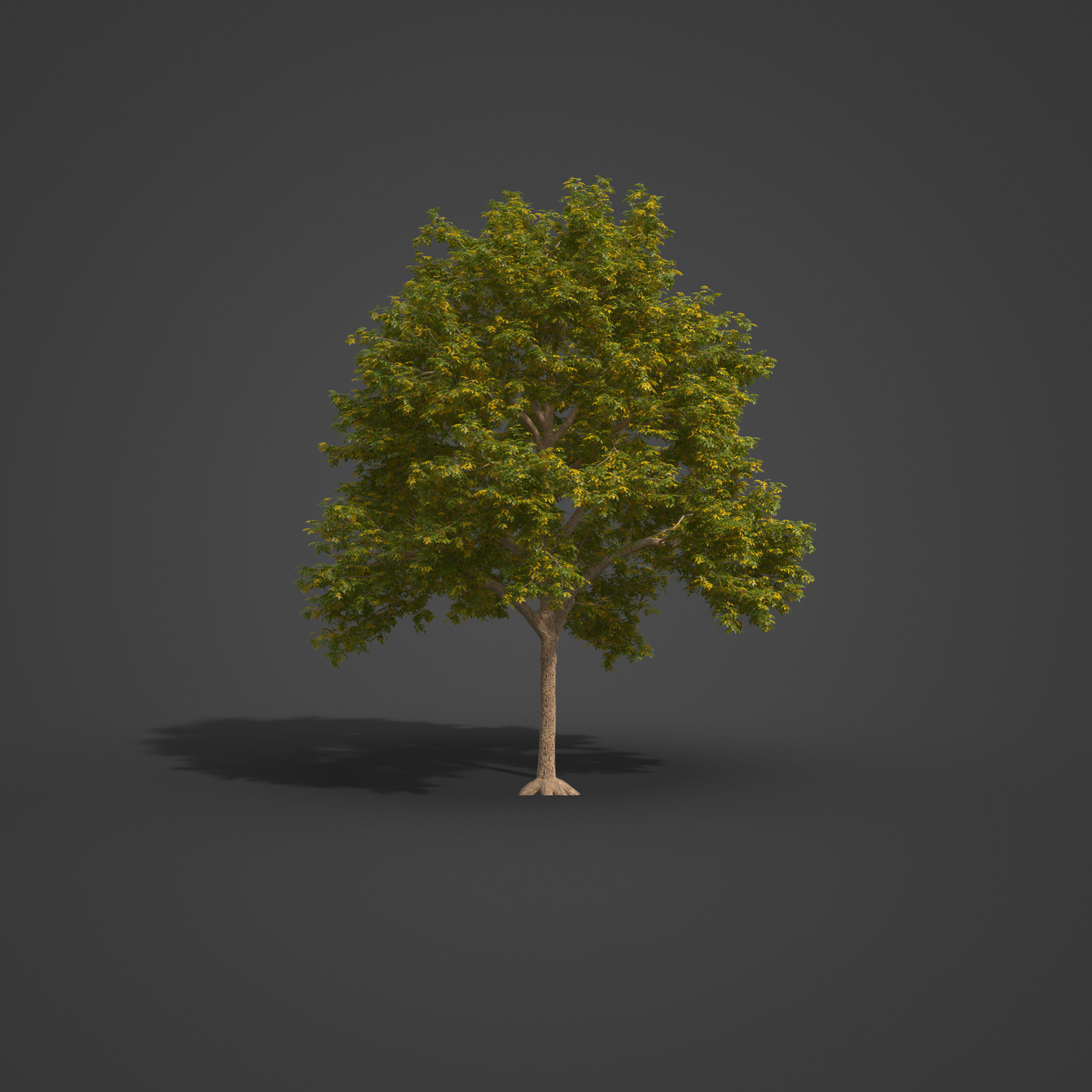 2021 PBR Smooth Leaved Elm Collection - Ulmus Minor  3D model_6