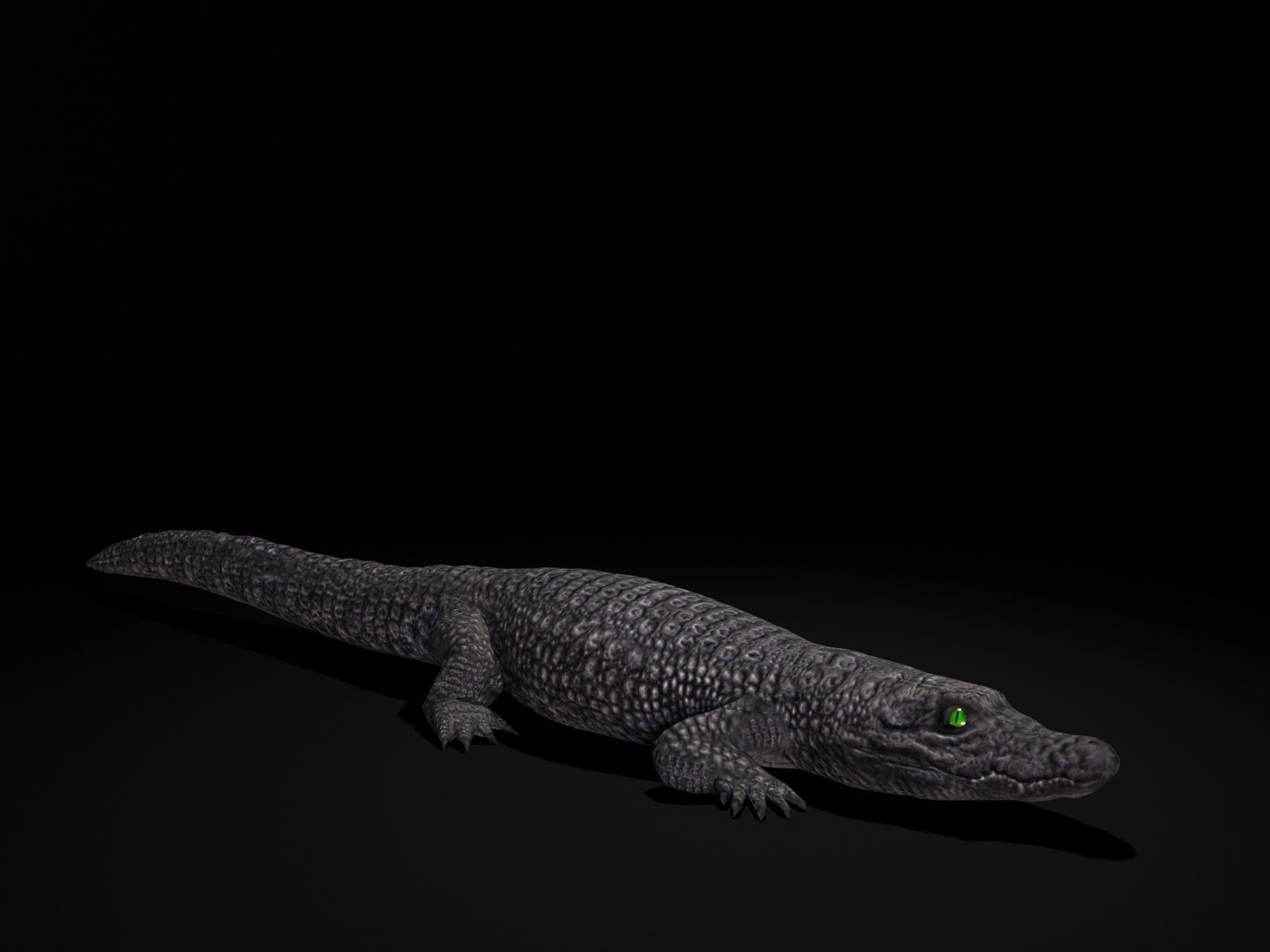Dwarf Crocodile Low-poly 3D model_1