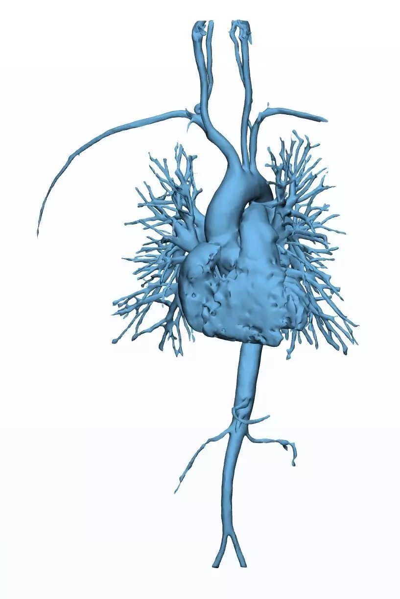 Human Aorta with Heart Chambers 3D print model_0