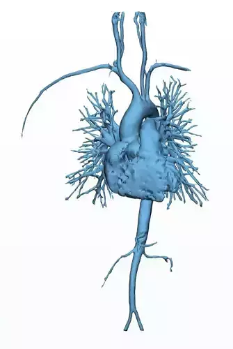 Human Aorta with Heart Chambers 3D print model