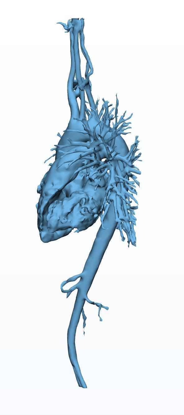 Human Aorta with Heart Chambers 3D print model_1