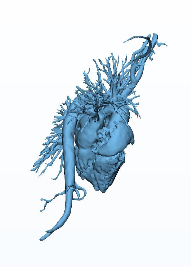Human Aorta with Heart Chambers 3D print model_4