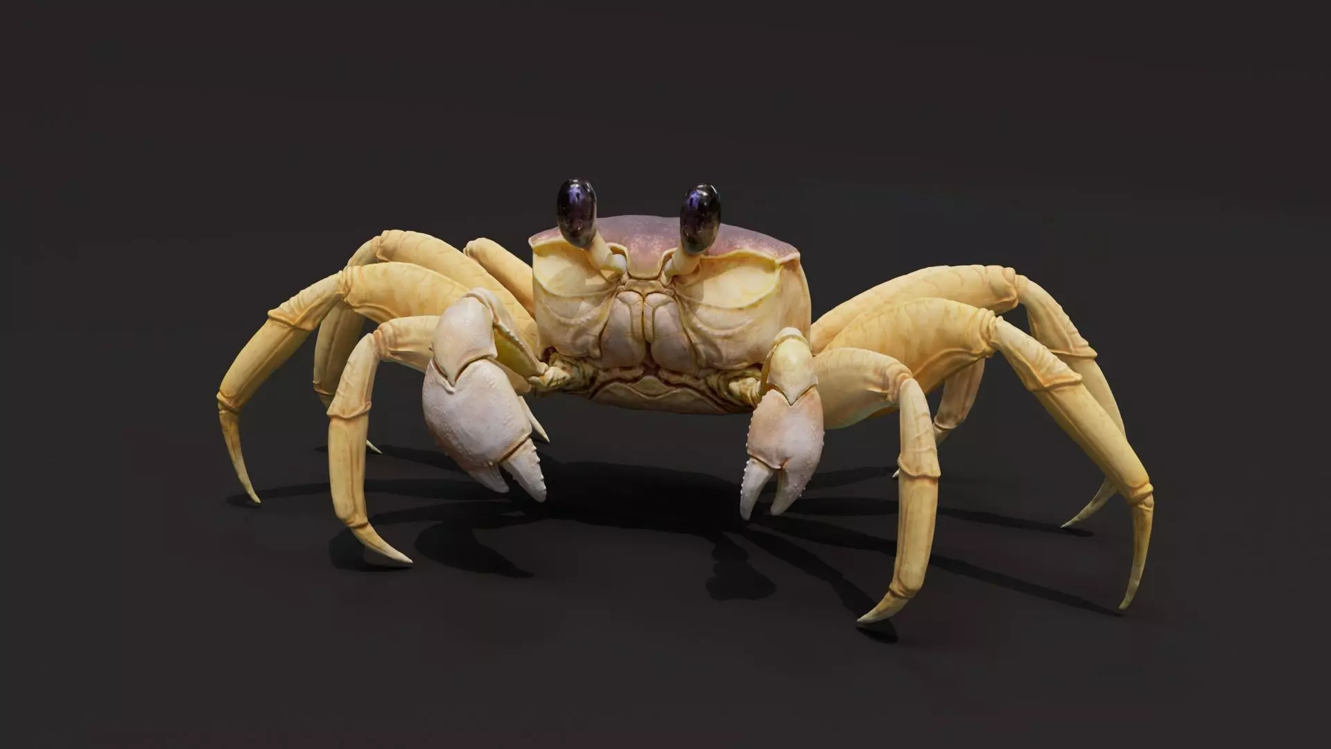 Crab   Ghost crab   Sand crab 3D model_0