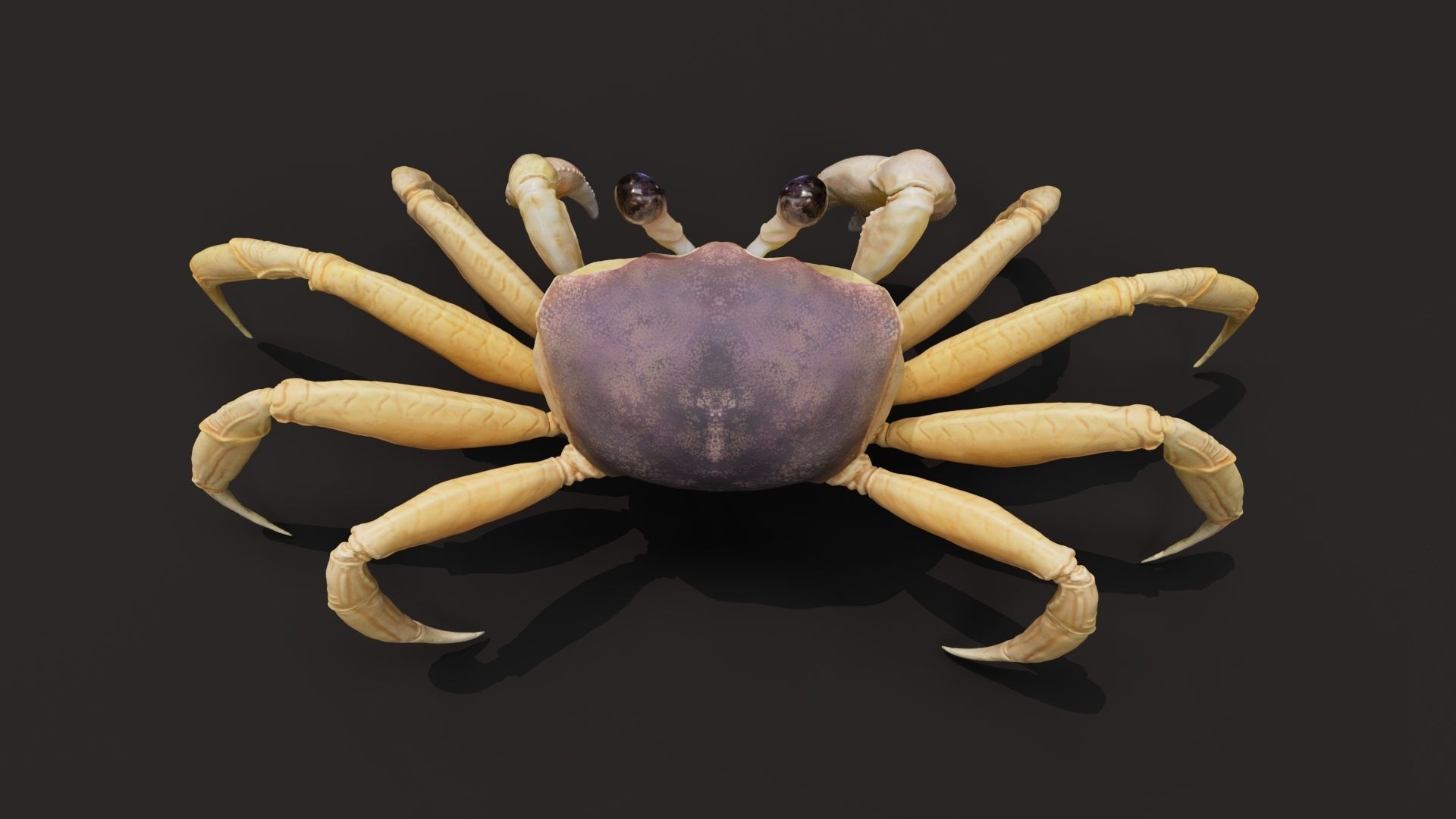 Crab   Ghost crab   Sand crab 3D model_1