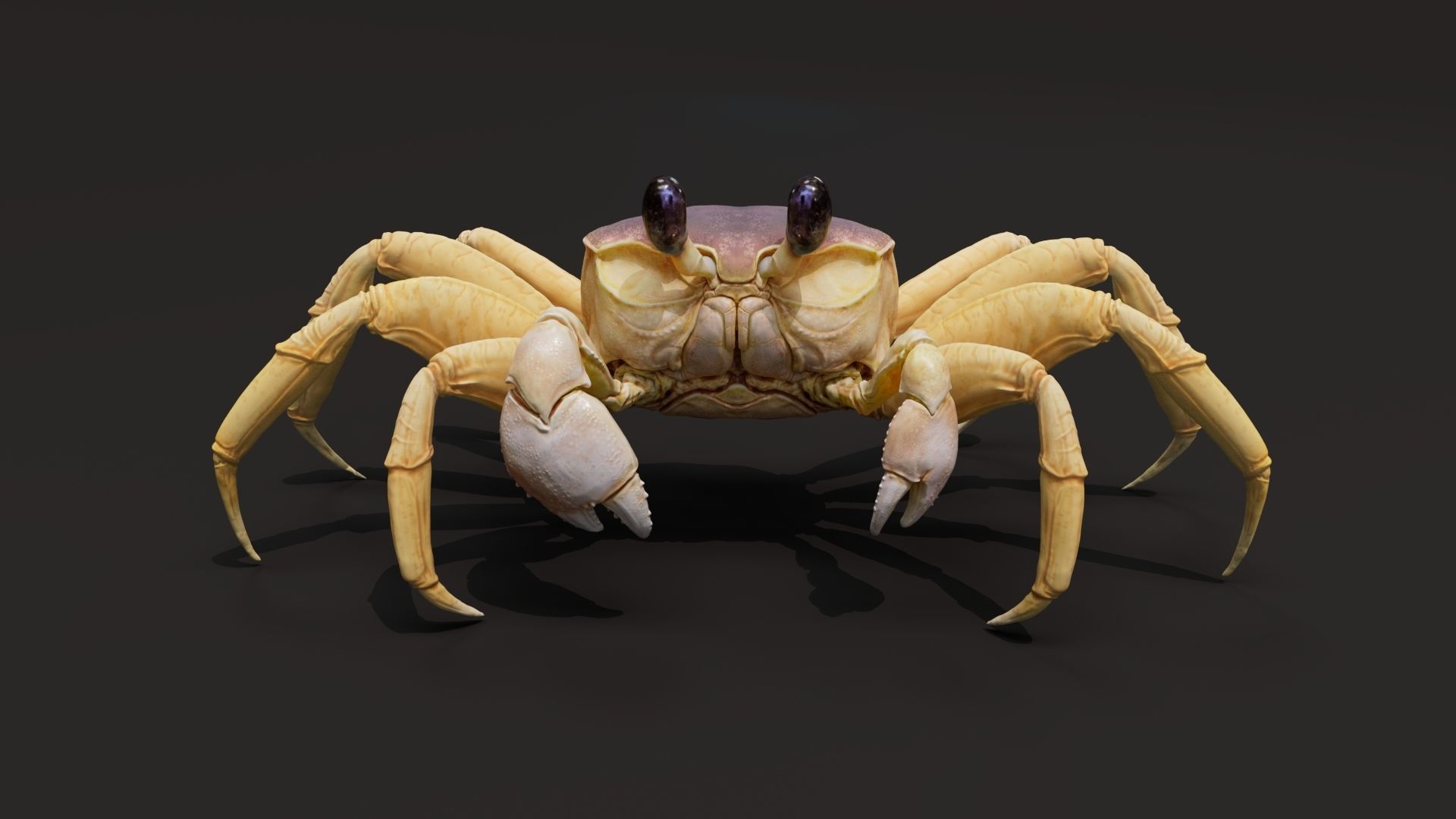 Crab   Ghost crab   Sand crab 3D model_2