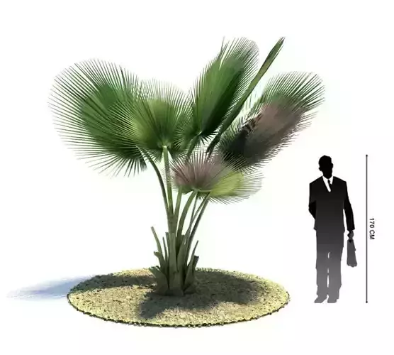 Large Palm Plant