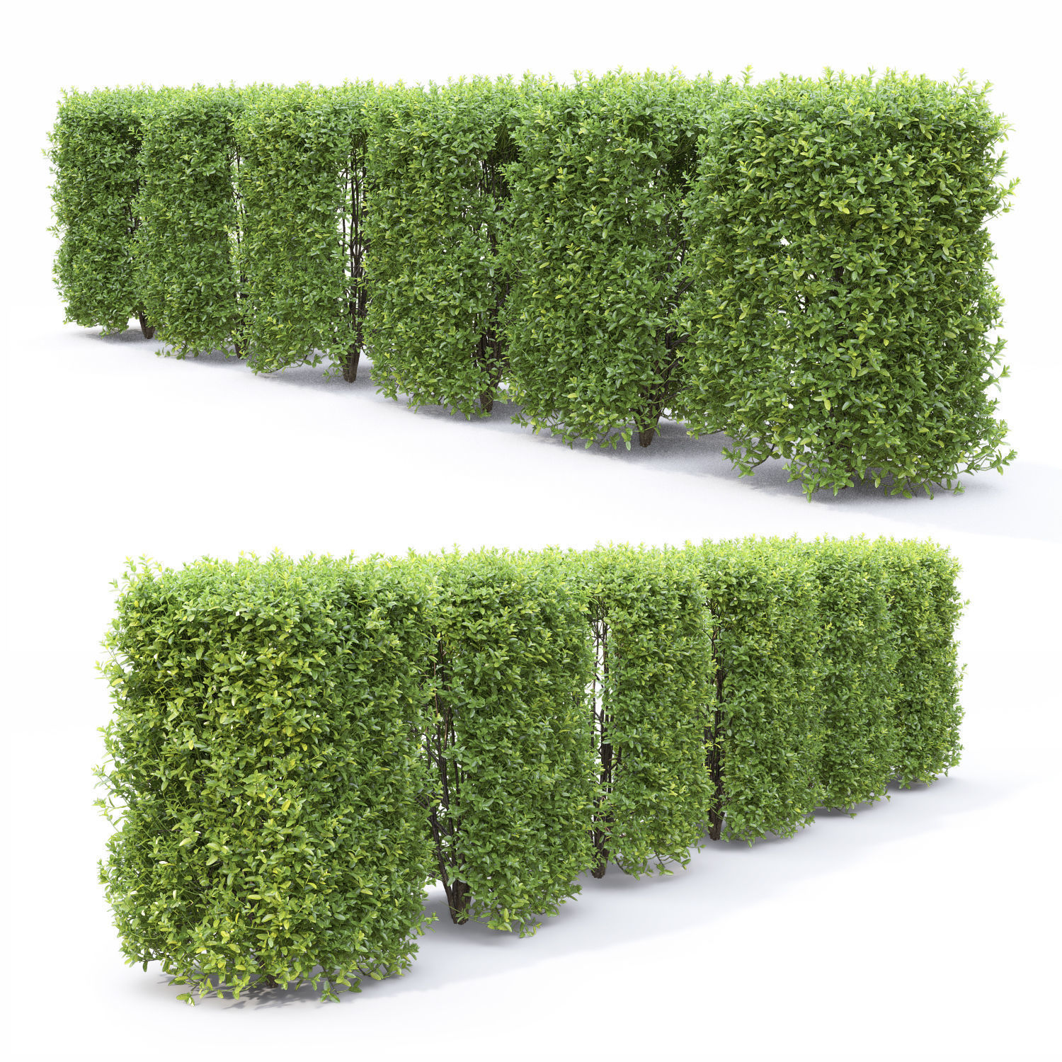 Ligustrum hedge 04 3D model_4