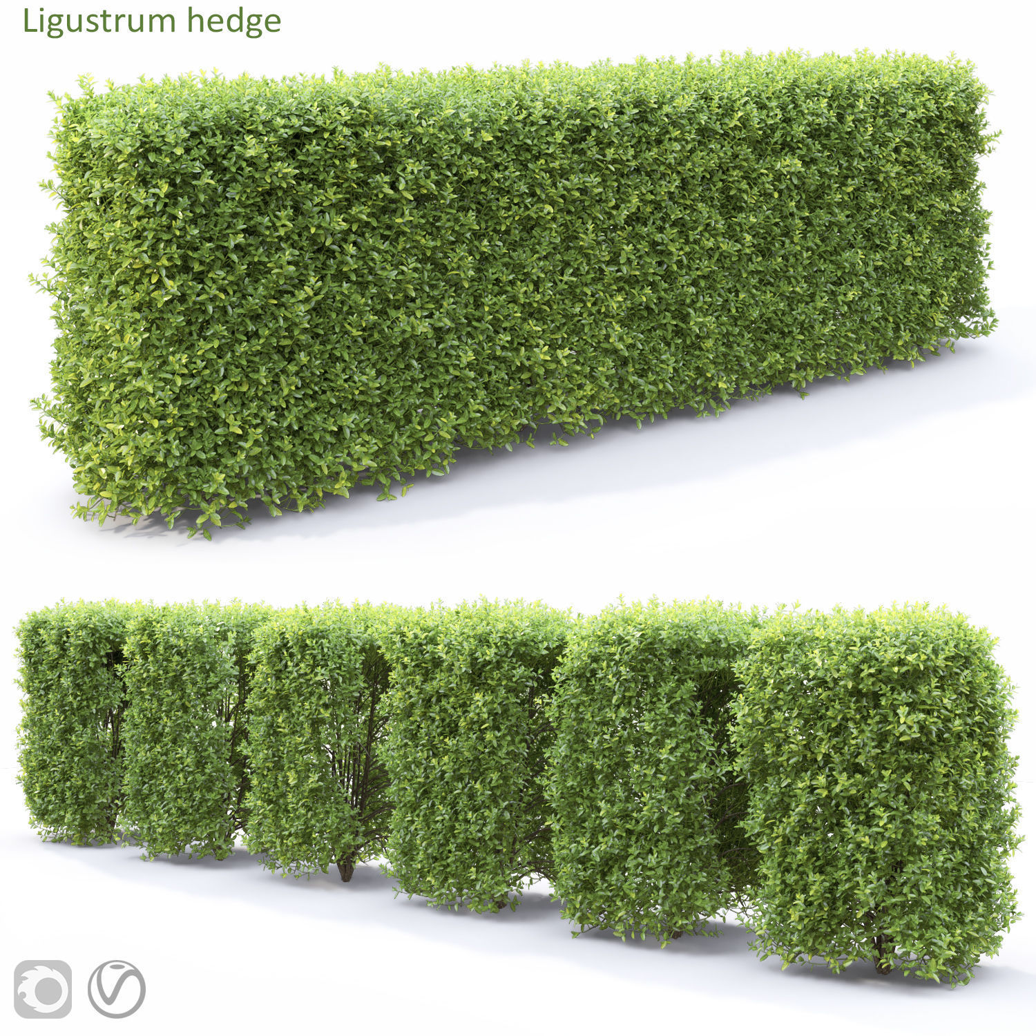 Ligustrum hedge 04 3D model_6