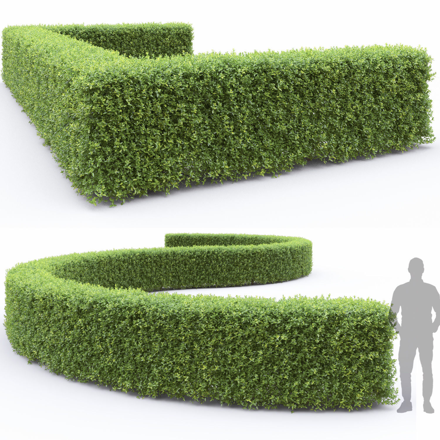 Ligustrum hedge 04 3D model_2