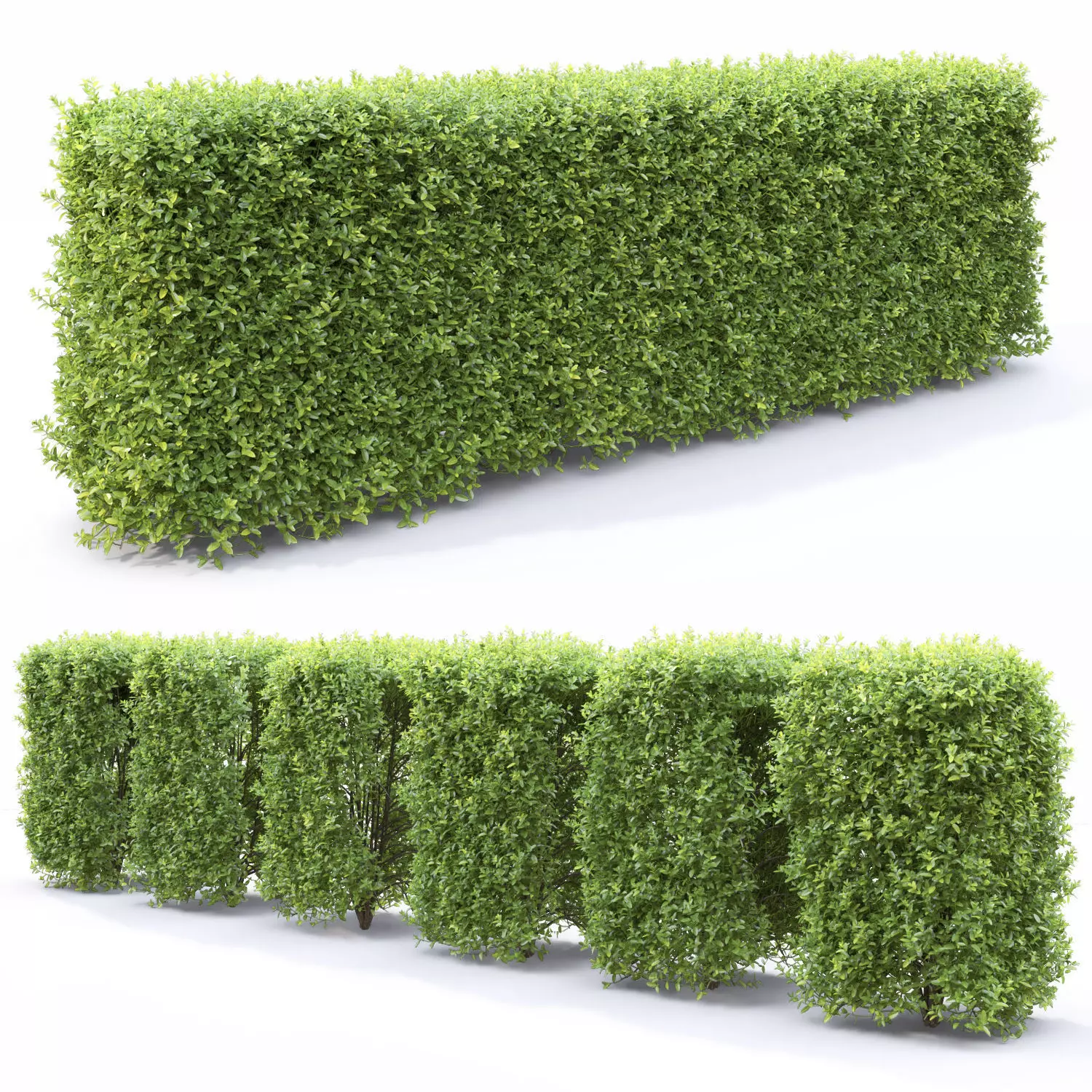 Ligustrum hedge 04 3D model_0