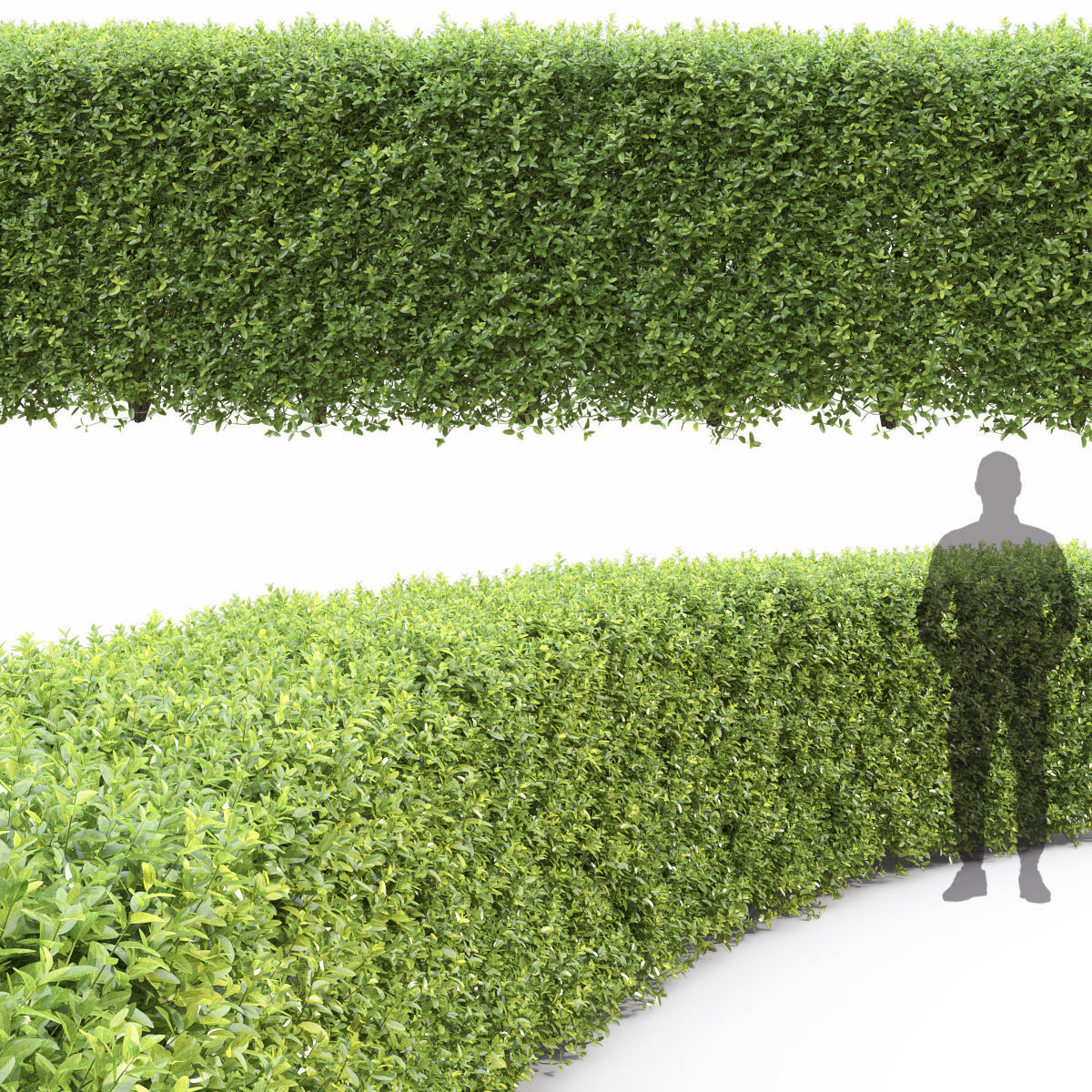 Ligustrum hedge 04 3D model_3
