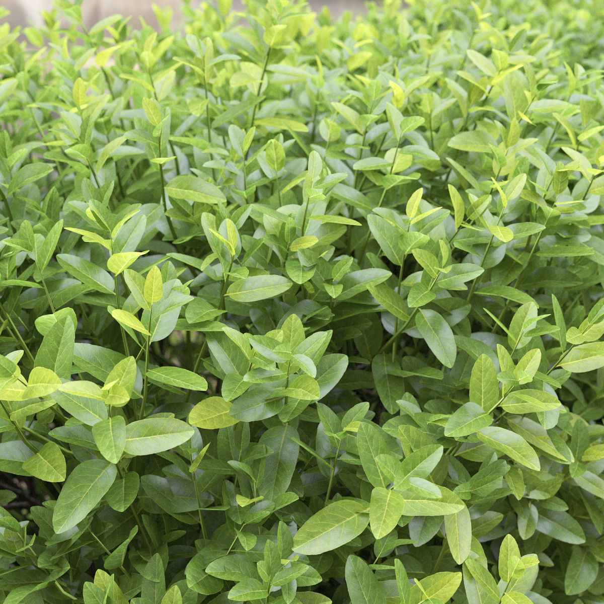 Ligustrum hedge 04 3D model_1