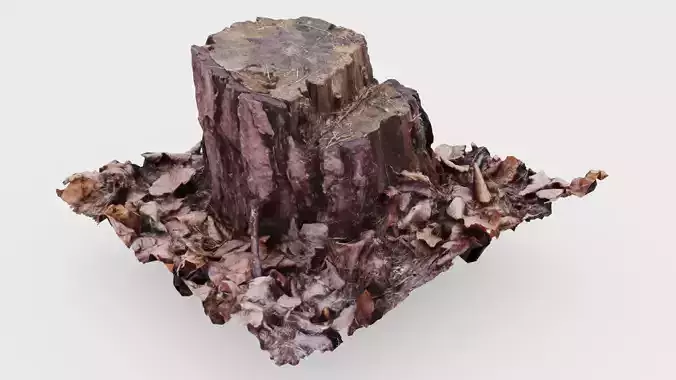 Pine tree stub 3D scan model