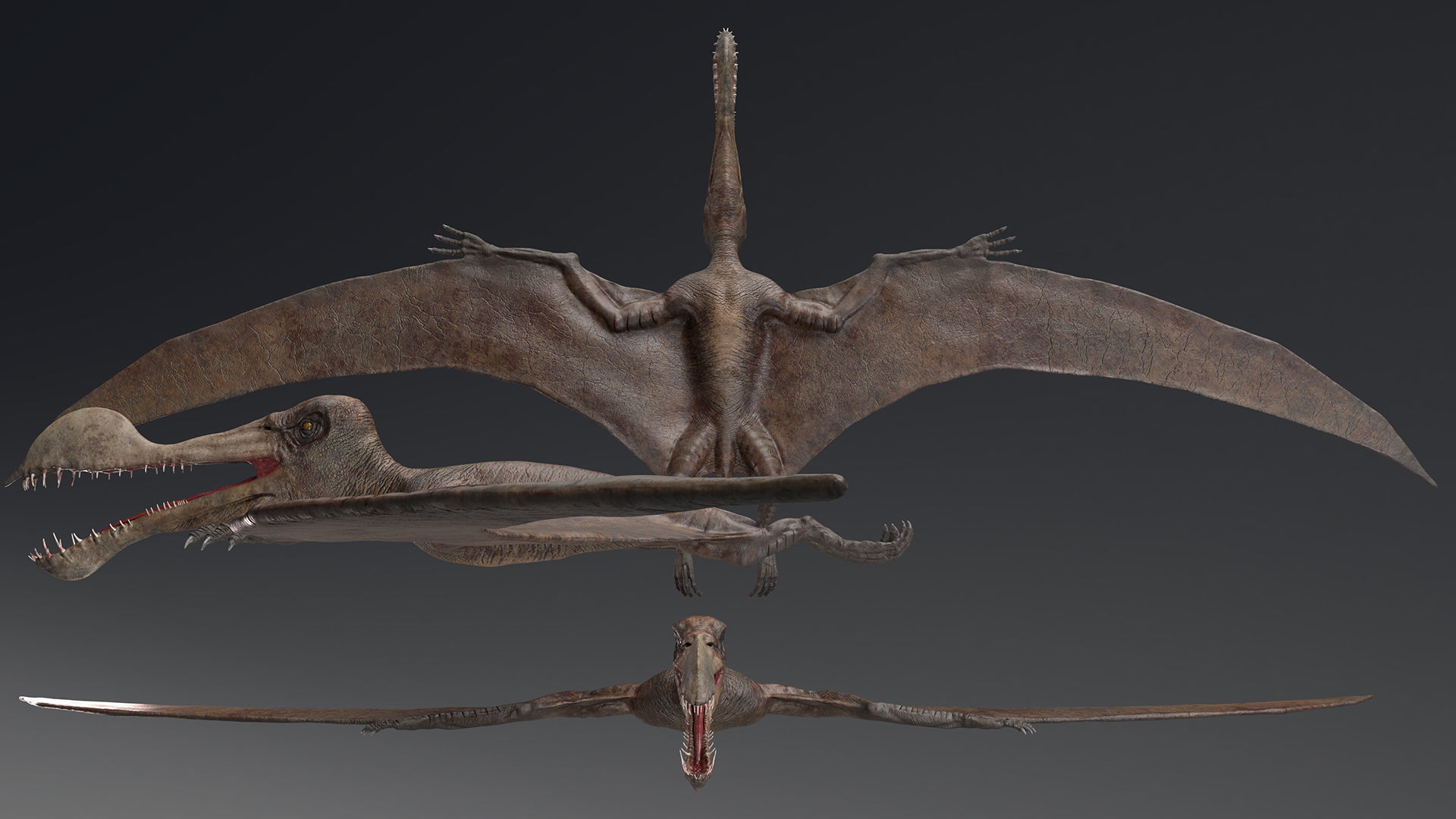 Dinosaur Tropeognathus dinosaur flying Low-poly 3D model_7