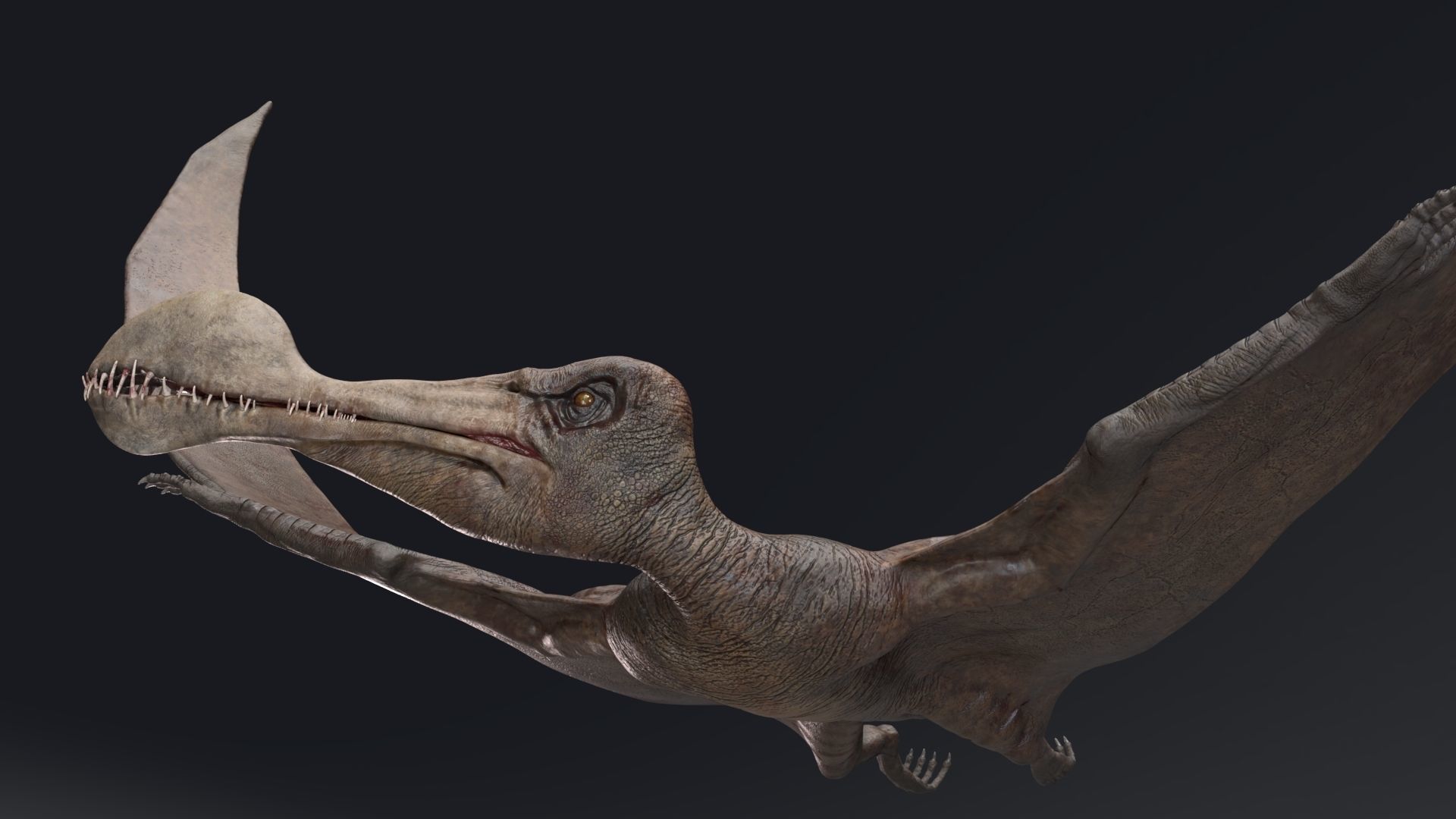 Dinosaur Tropeognathus dinosaur flying Low-poly 3D model_3