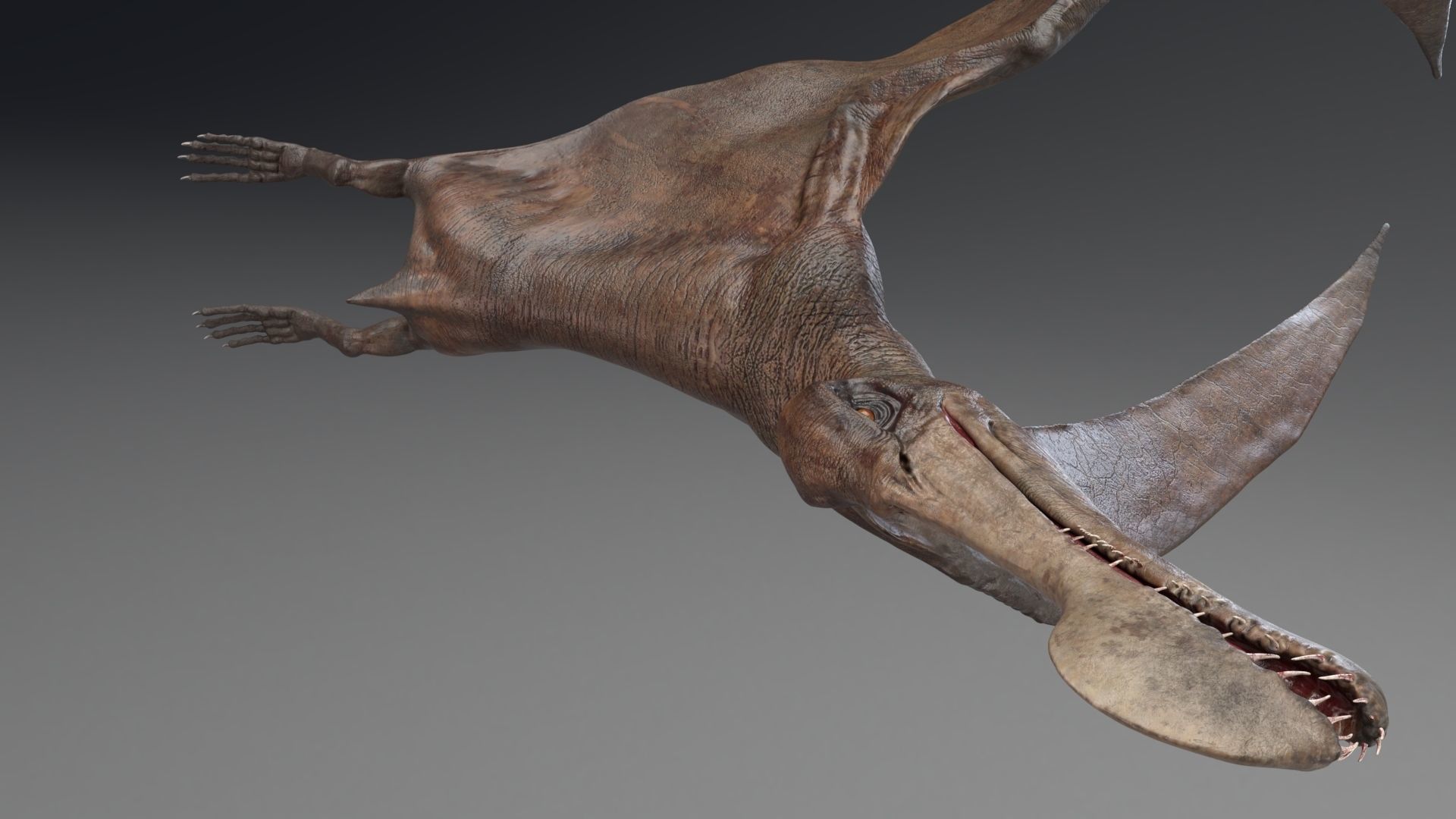 Dinosaur Tropeognathus dinosaur flying Low-poly 3D model_16