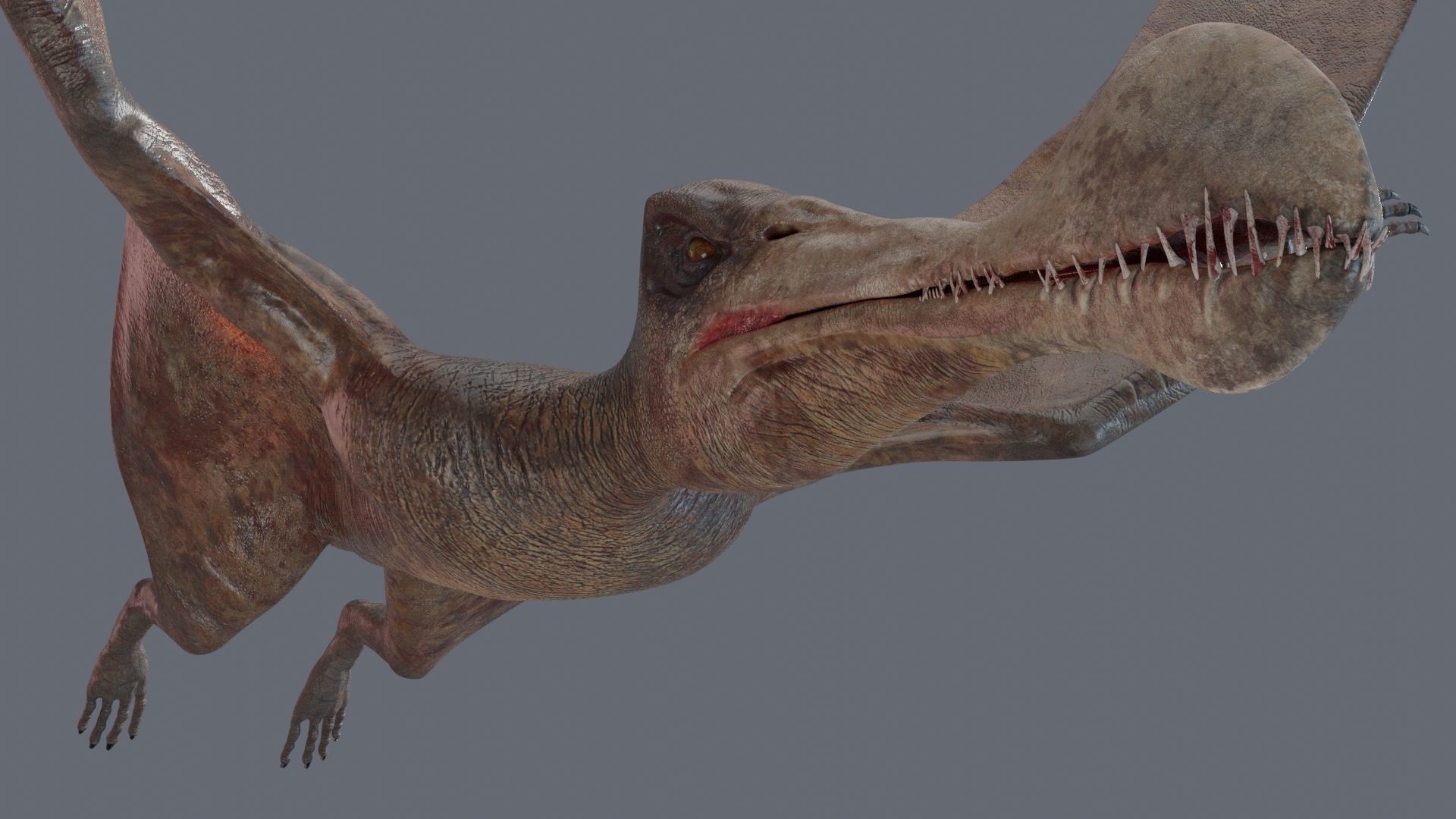 Dinosaur Tropeognathus dinosaur flying Low-poly 3D model_18