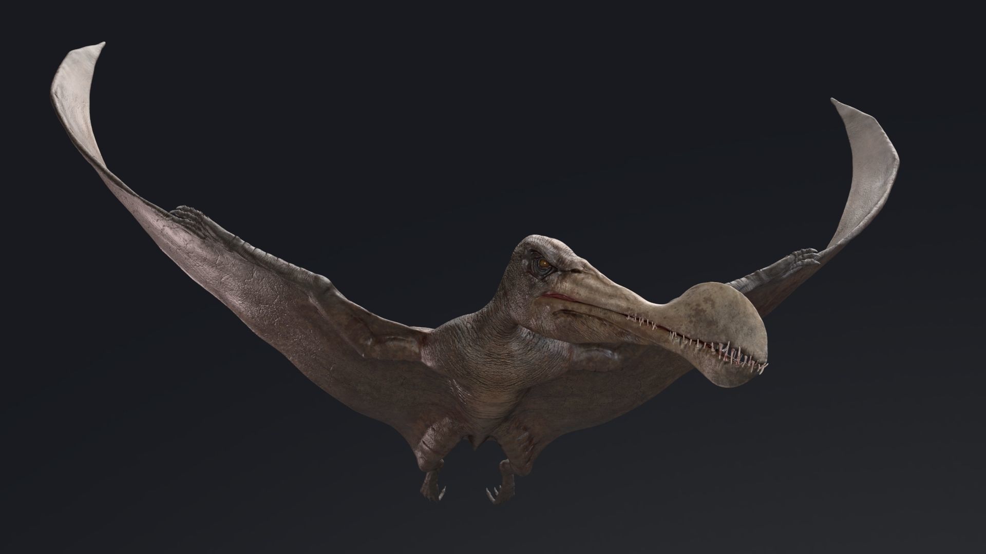 Dinosaur Tropeognathus dinosaur flying Low-poly 3D model_2