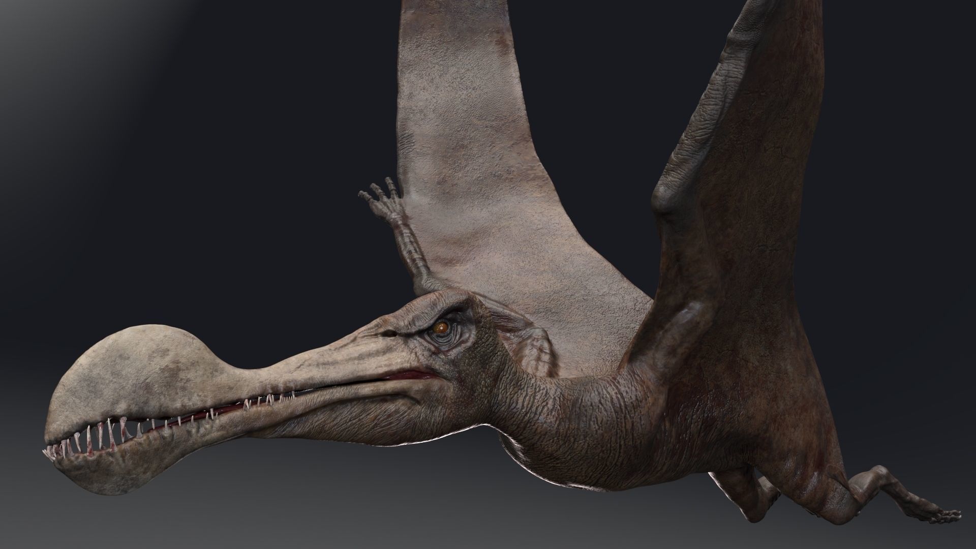 Dinosaur Tropeognathus dinosaur flying Low-poly 3D model_15