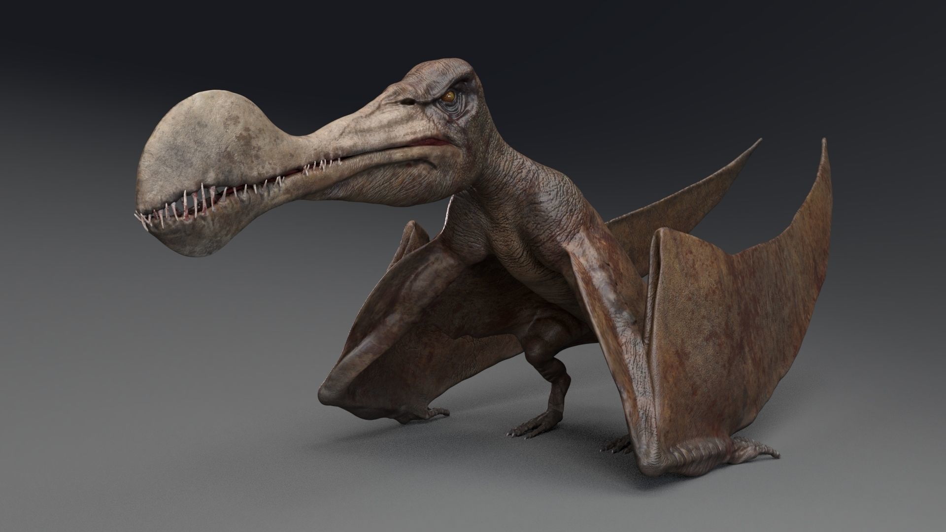 Dinosaur Tropeognathus dinosaur flying Low-poly 3D model_13