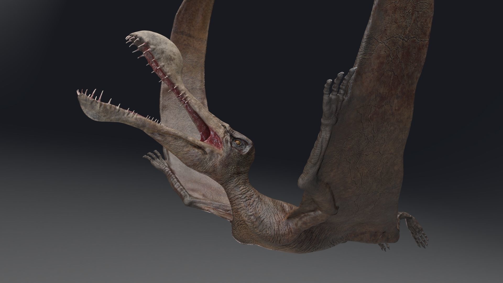 Dinosaur Tropeognathus dinosaur flying Low-poly 3D model_4