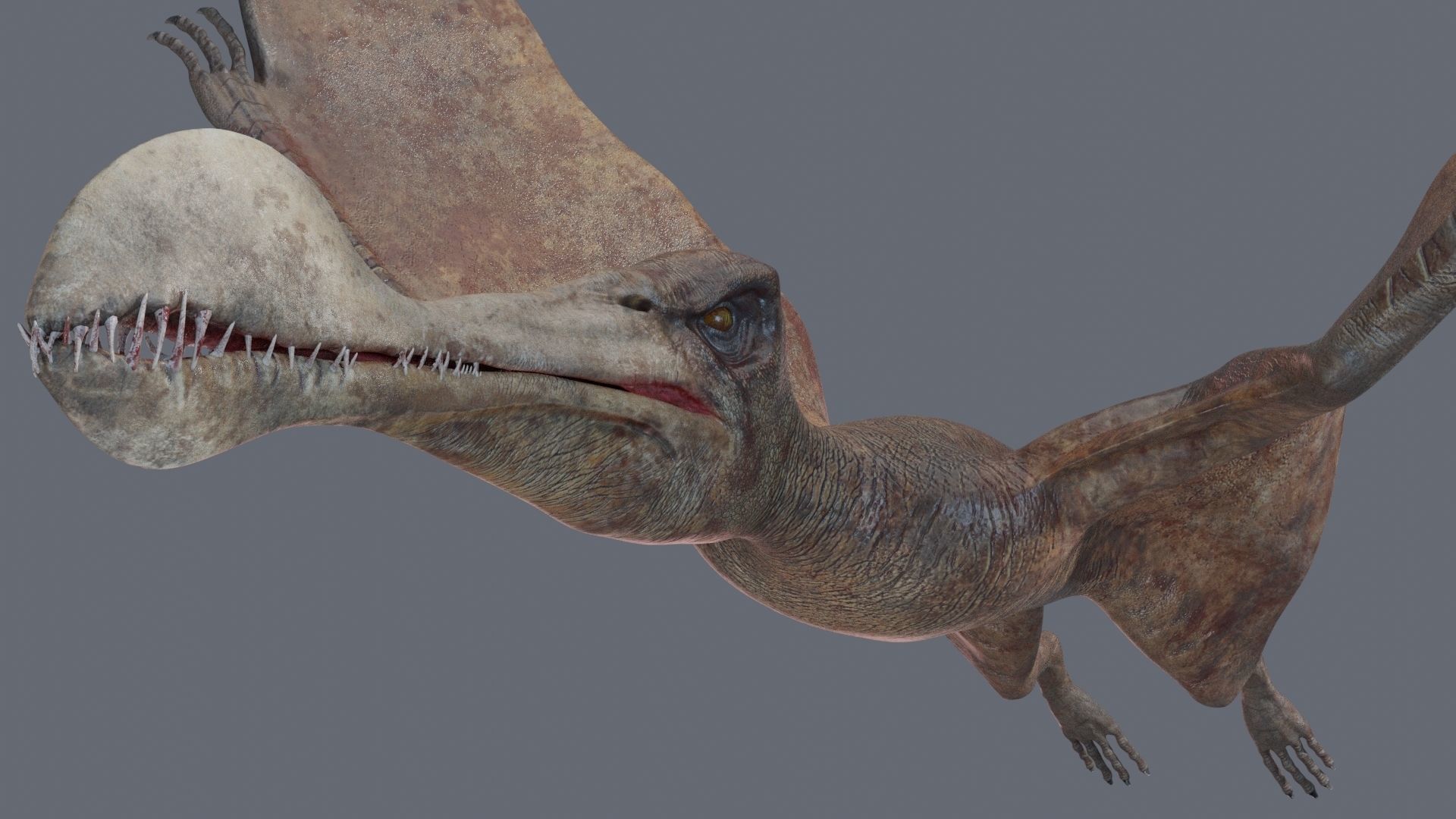 Dinosaur Tropeognathus dinosaur flying Low-poly 3D model_17