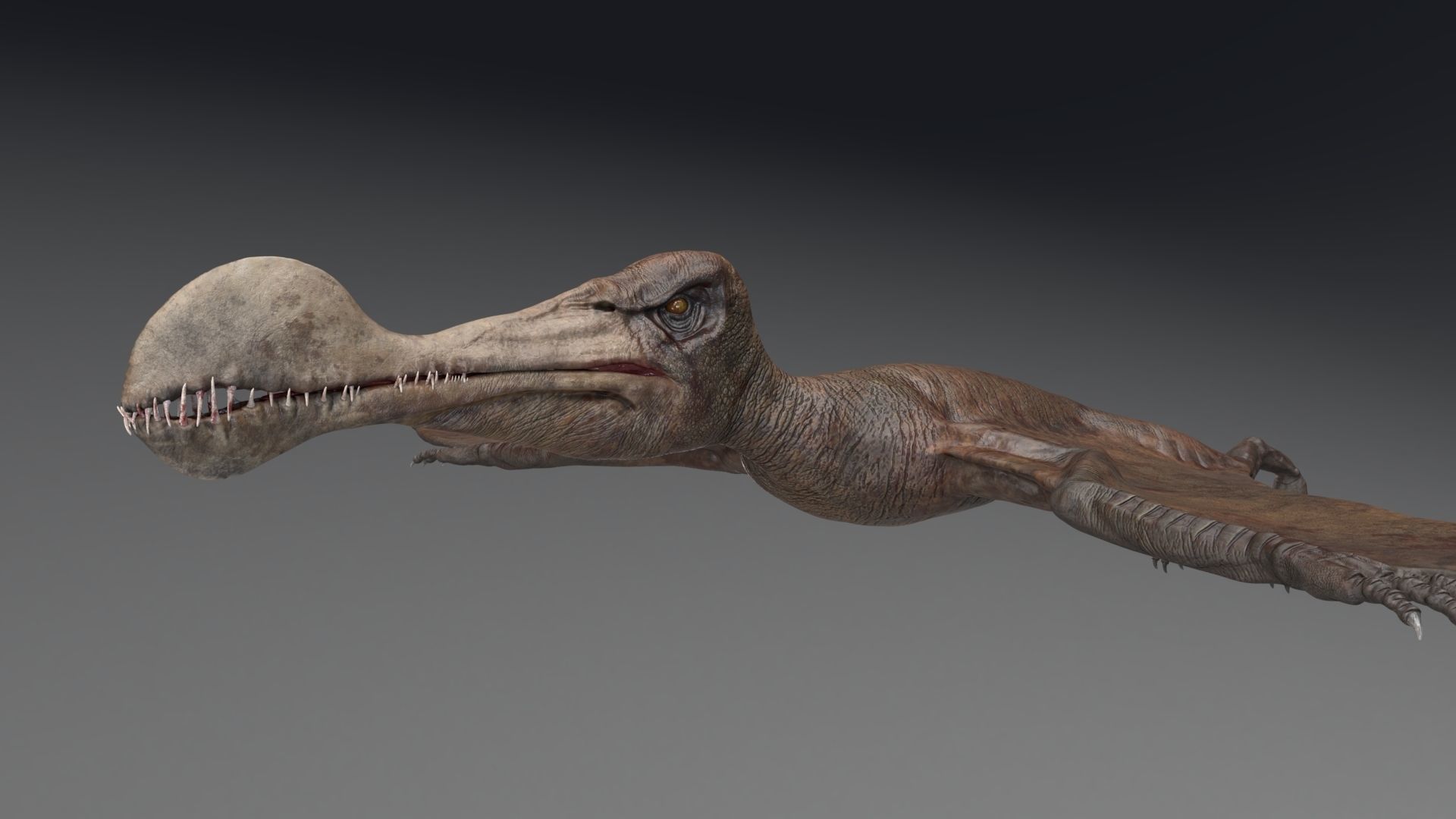 Dinosaur Tropeognathus dinosaur flying Low-poly 3D model_8