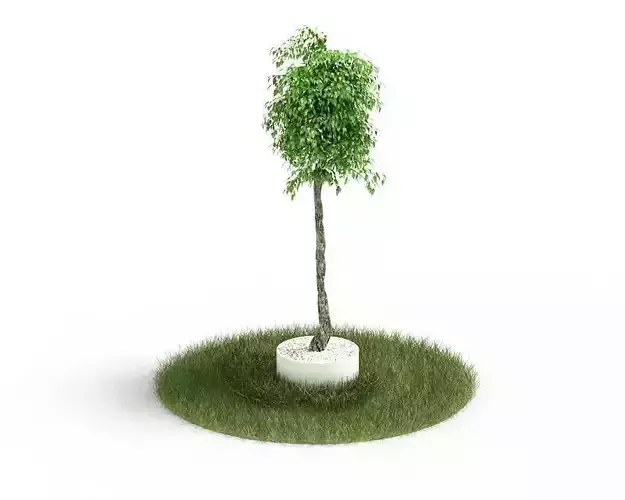 Green Tree In Grass