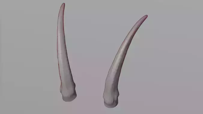 Horns 4 pair of tusks