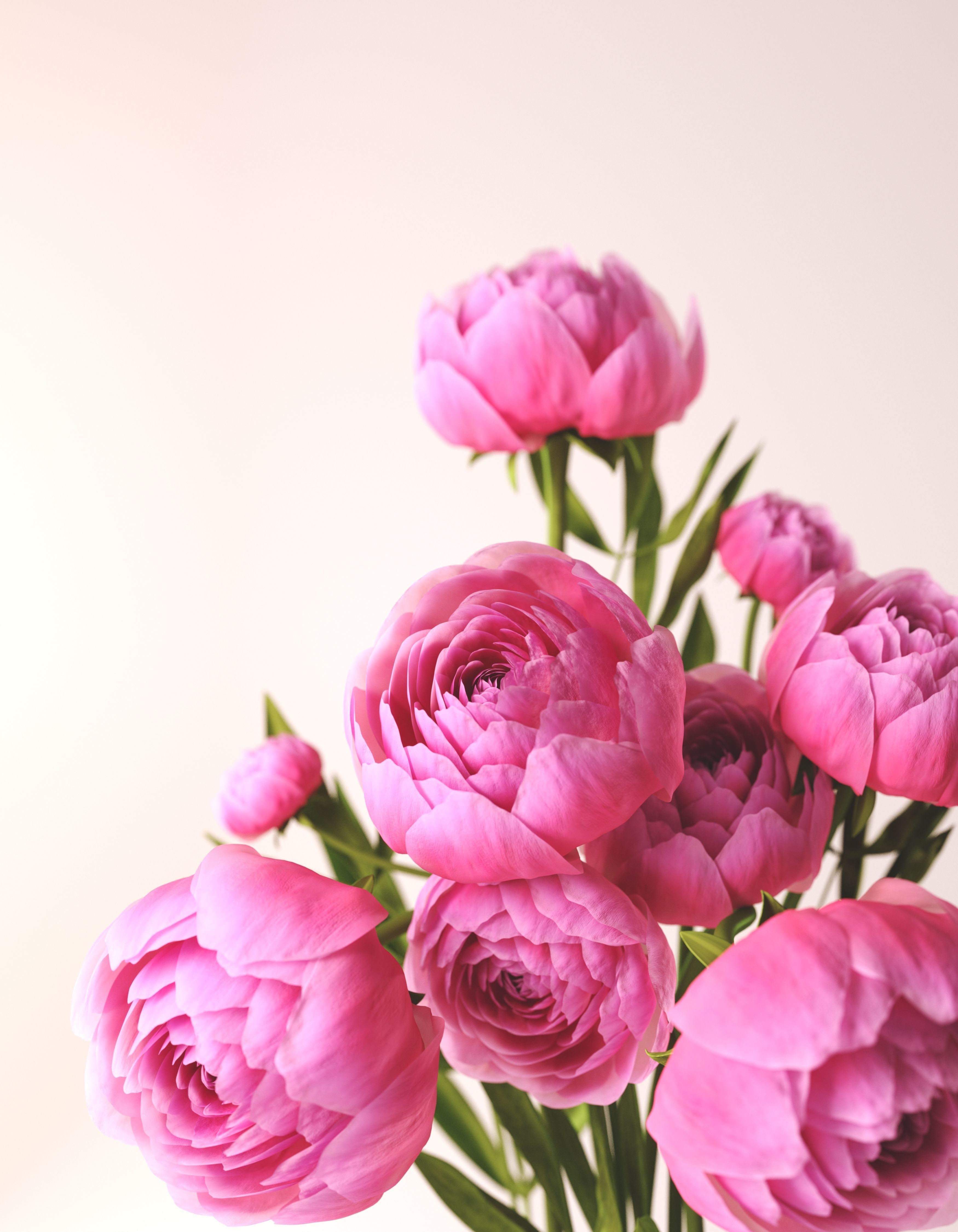 Compositions of pink peonies in decorative vases 3D model_3